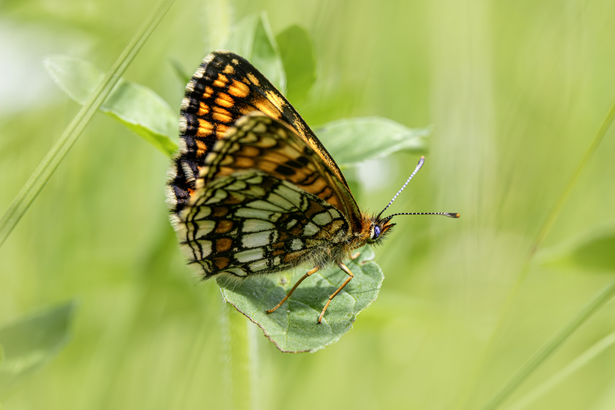 Heath Fritillary (Melitaea parthenoides)