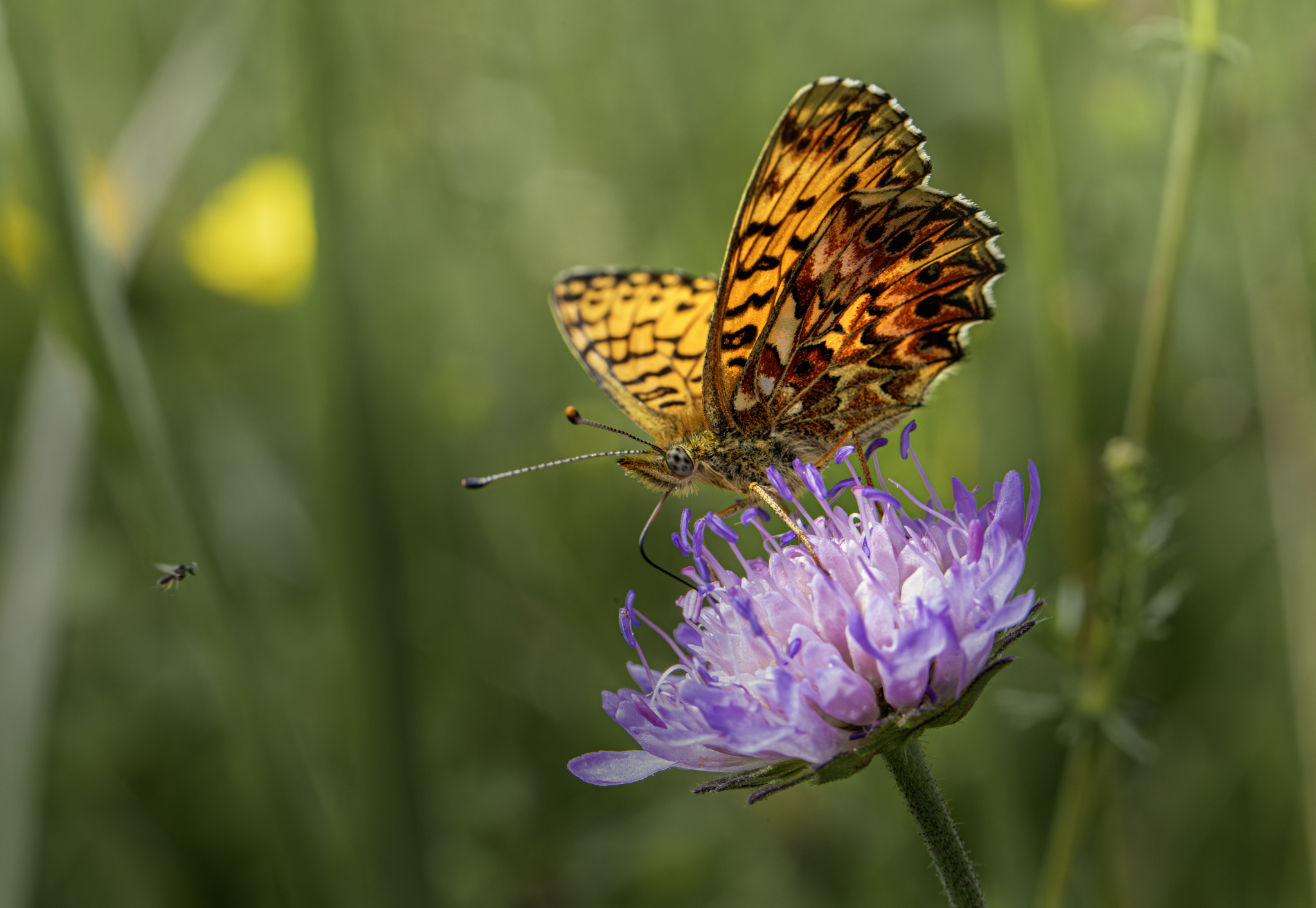  Lesser marbled fritillary (Brenthis ino)