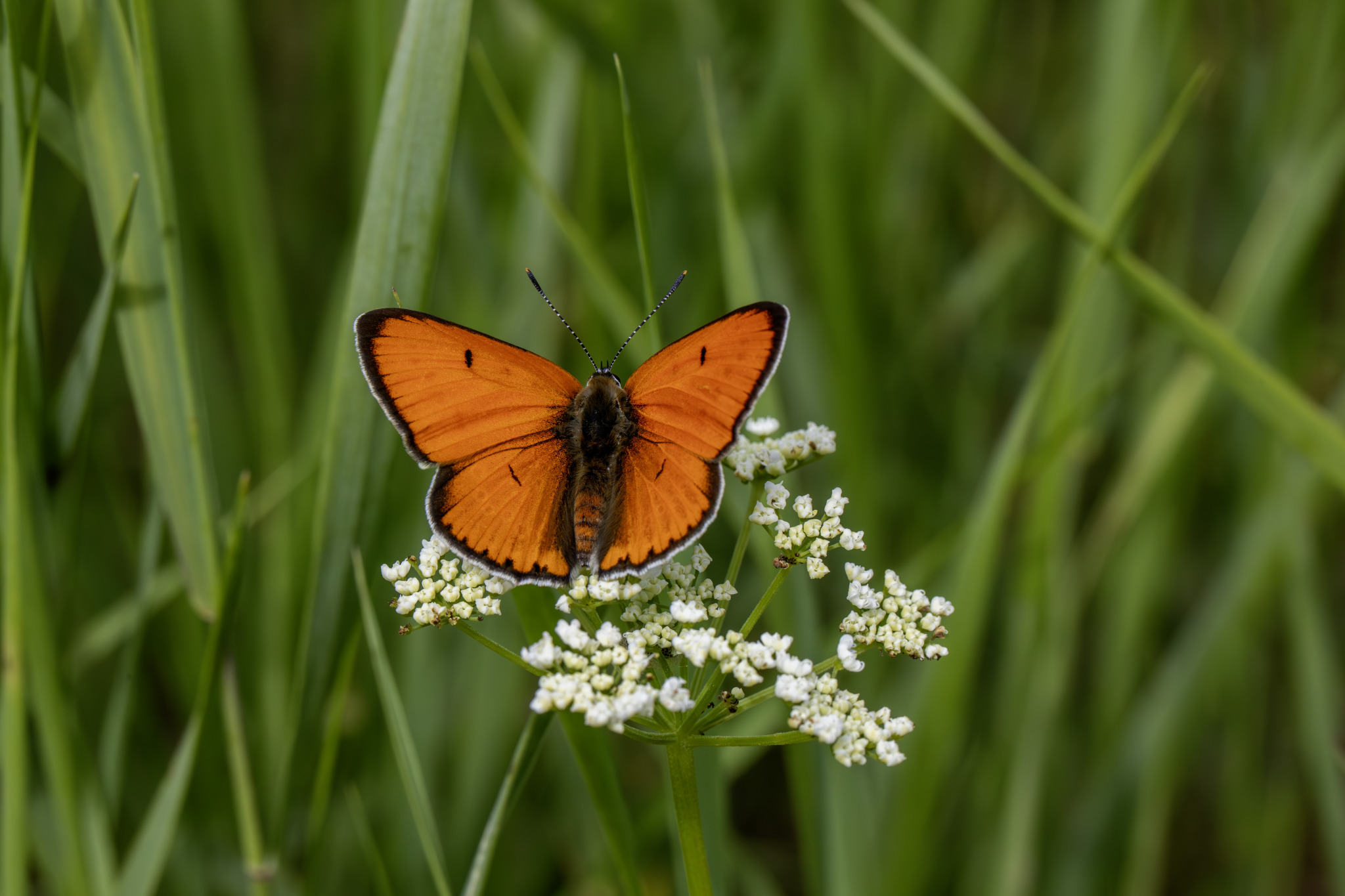 Large copper ( Lycaena dispar)