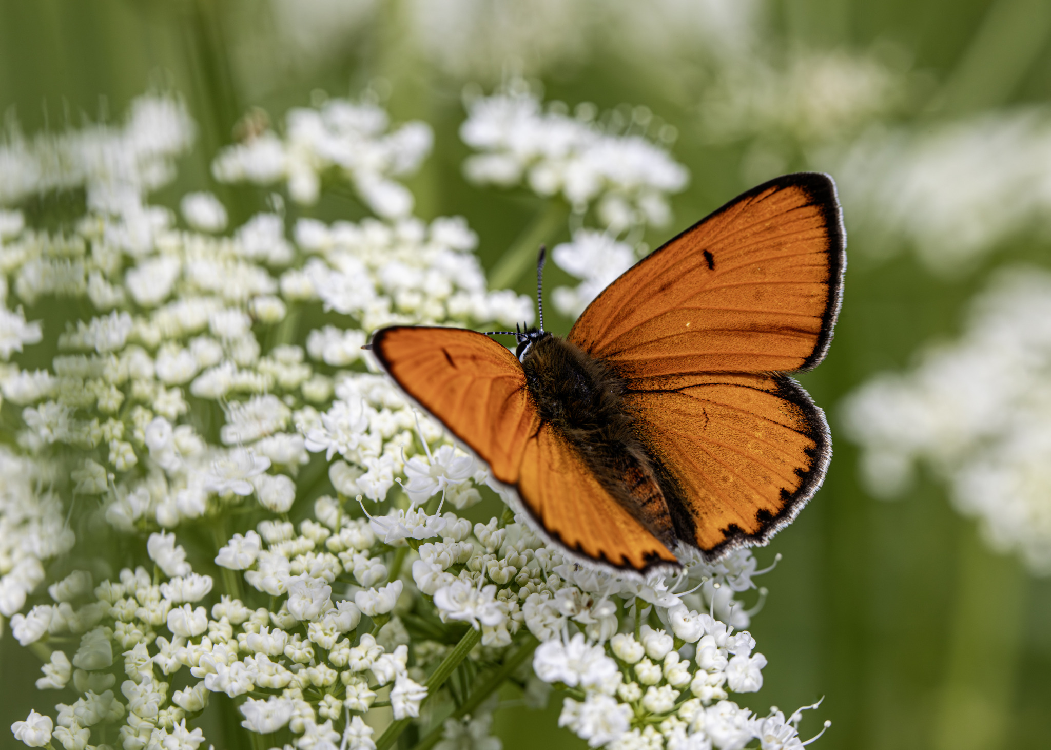 Large copper ( Lycaena dispar)