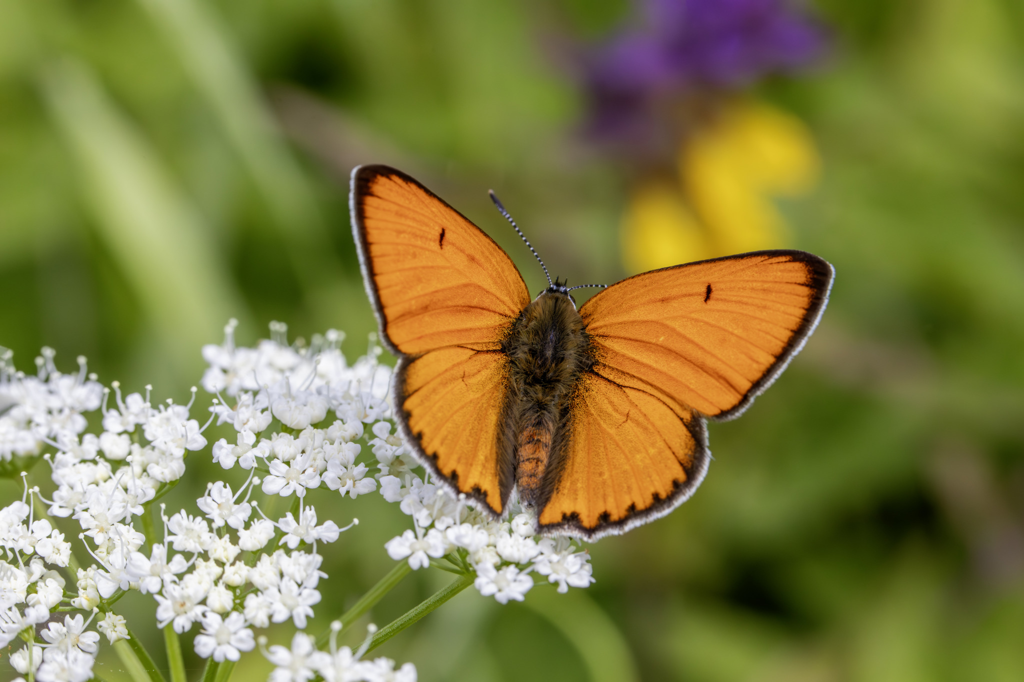 Large copper ( Lycaena dispar)