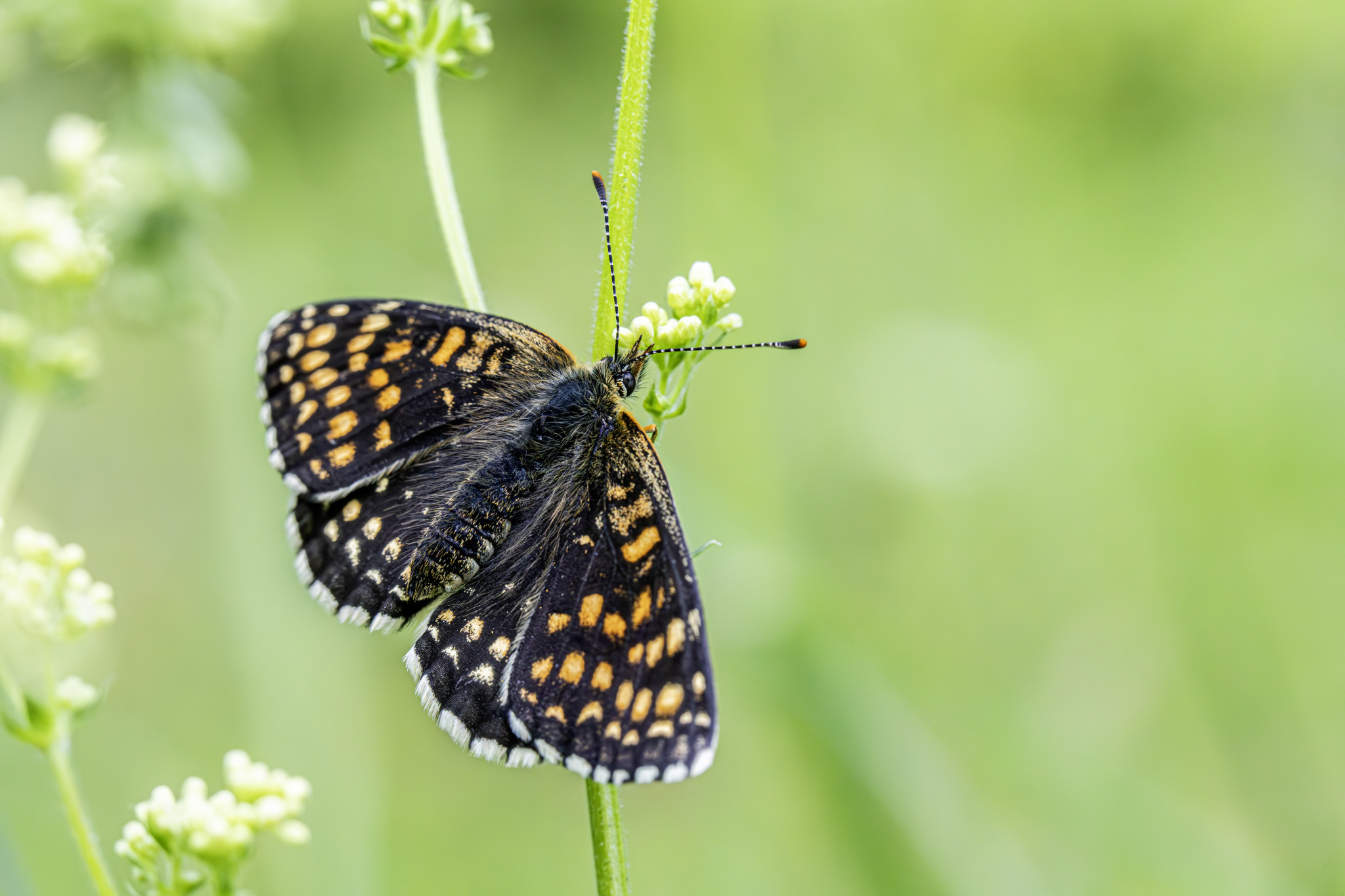 False heath fritillary (Melitaea diamina)