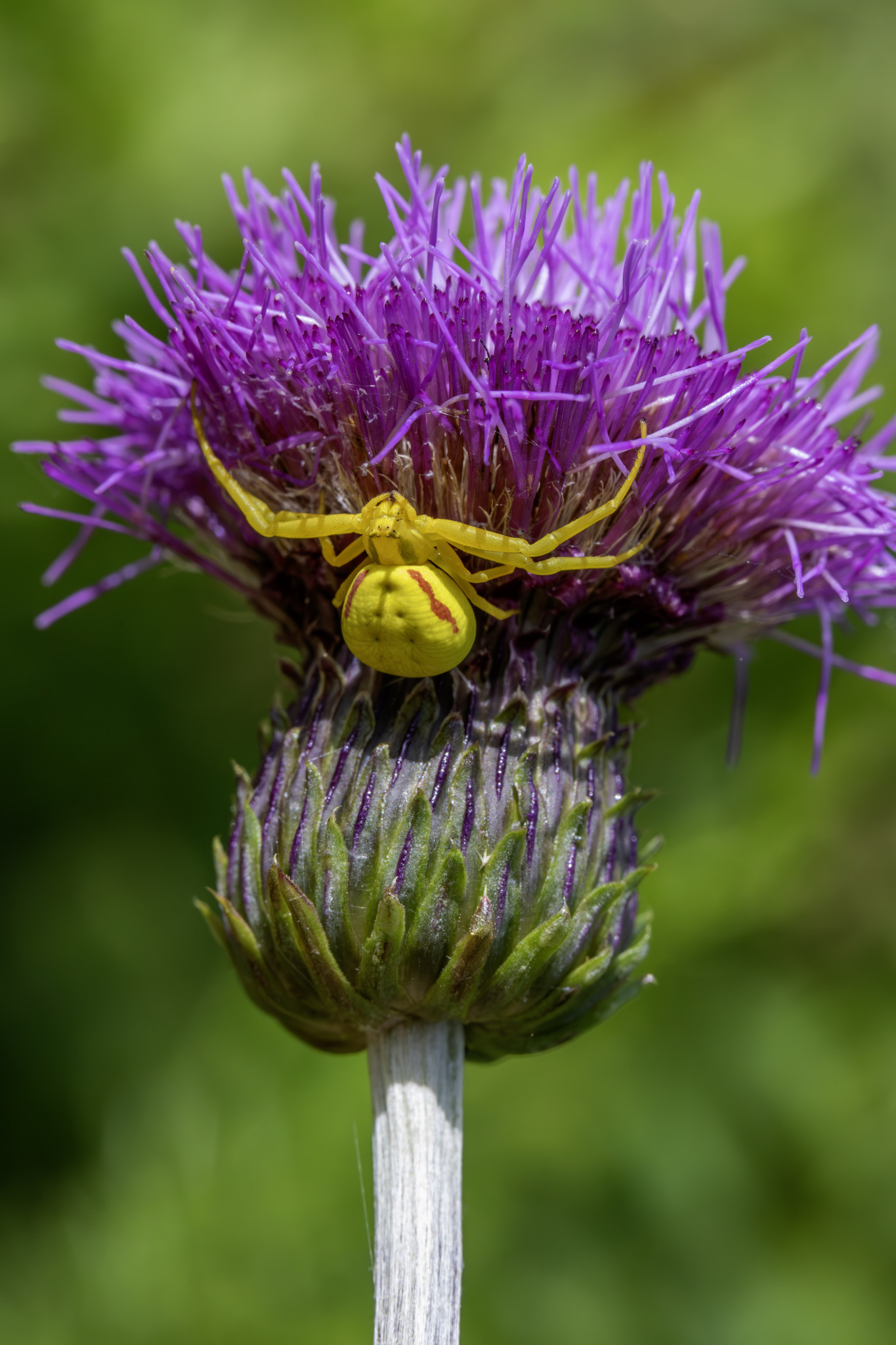 Goldenrod Crab Spider (Misumena vatia)