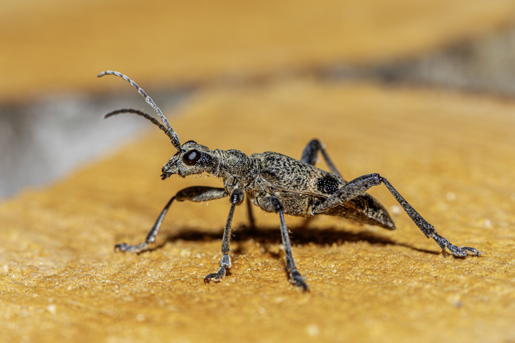 Black-spotted longhorn beetle (Rhagium mordax)