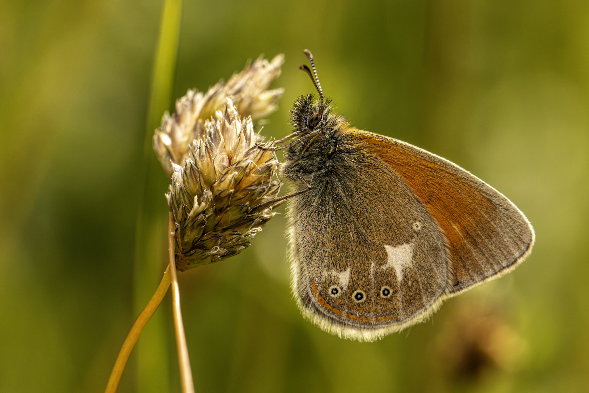 Chestnut Heath (Coenonympha glycerion)