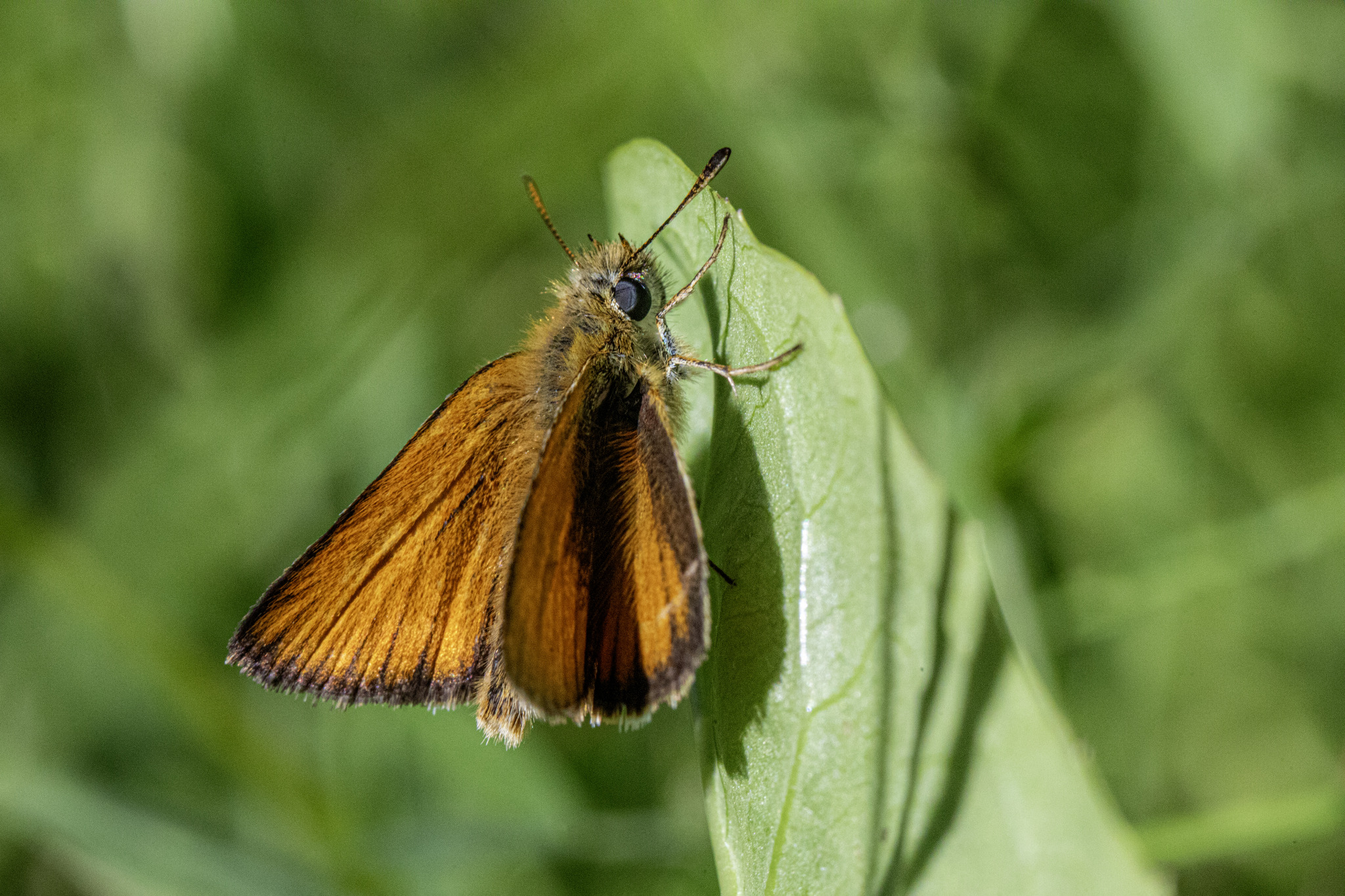 Essex skipper (​Thymelicus lineola)