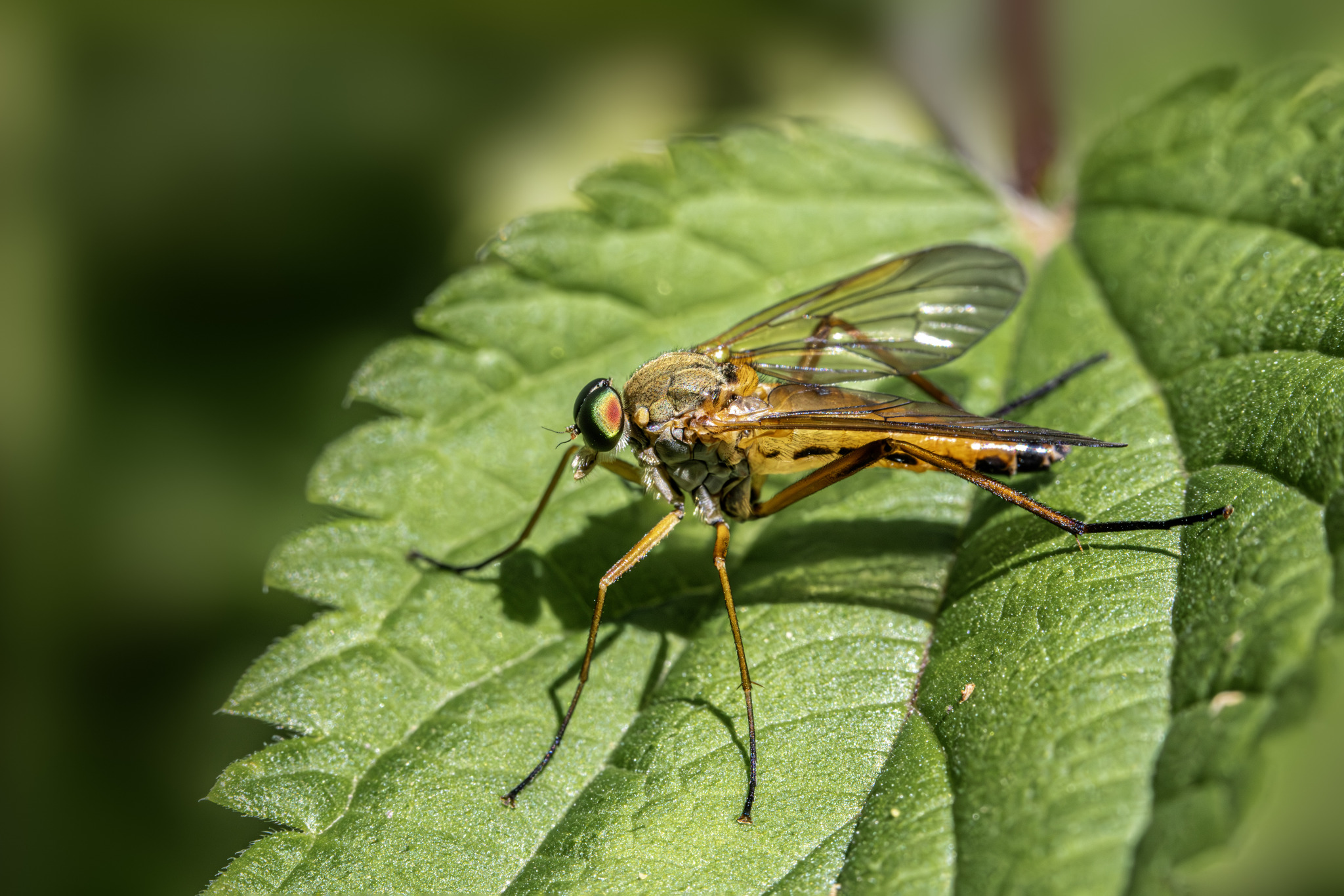 Robberfly (Efferia aeustans)