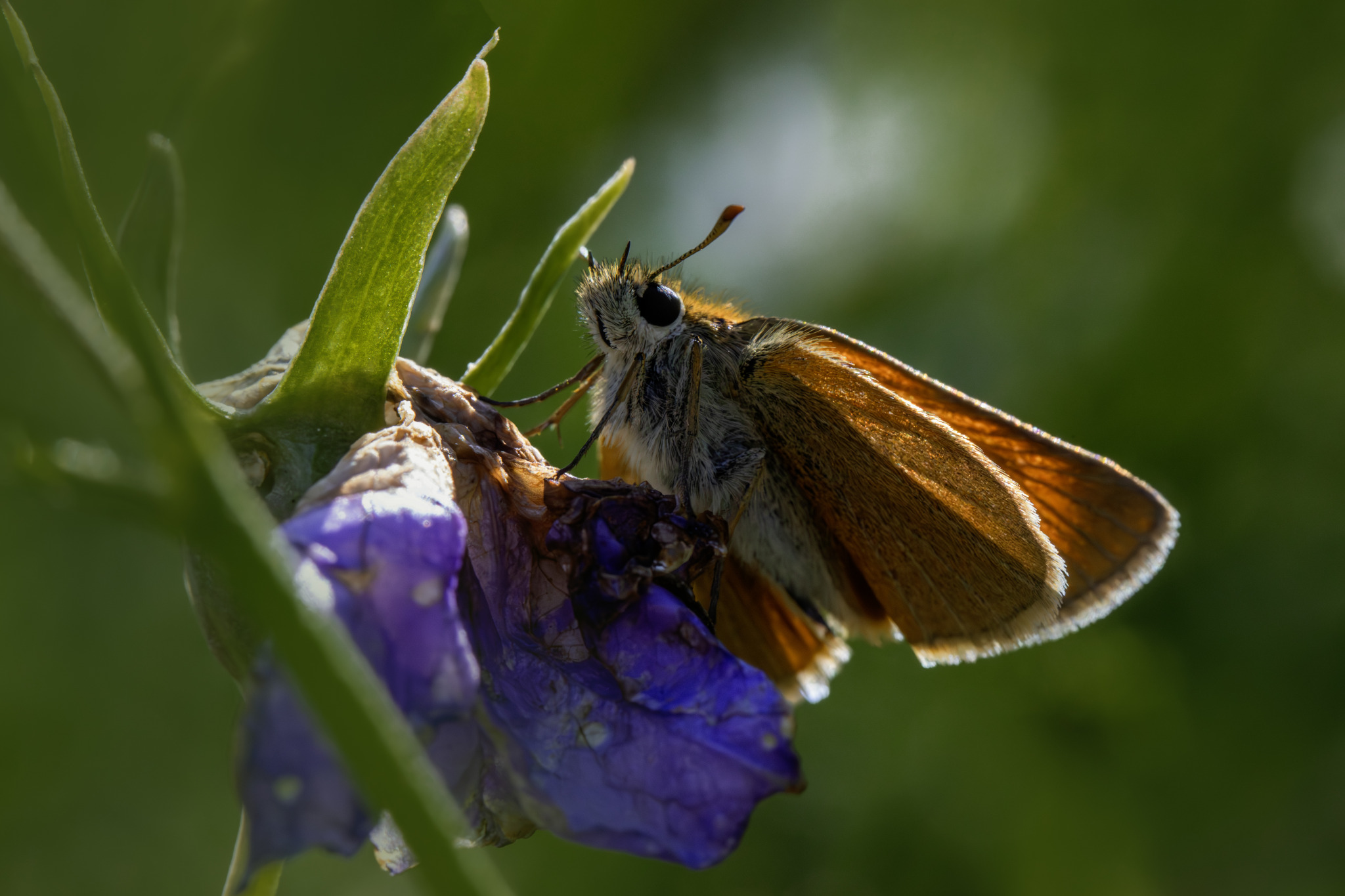 Essex skipper (​Thymelicus lineola)