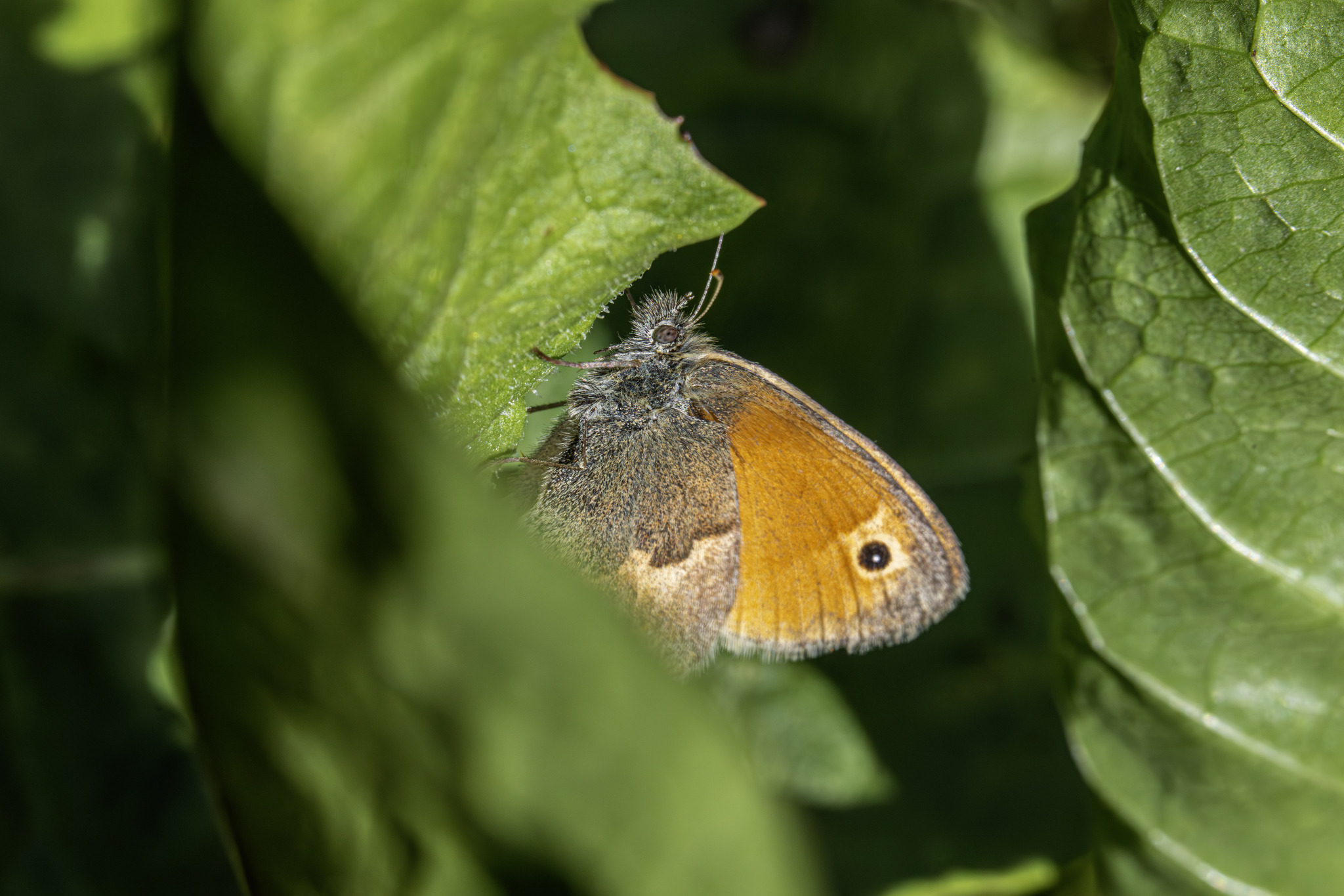 Small heath (Coenonympha pamphilus)