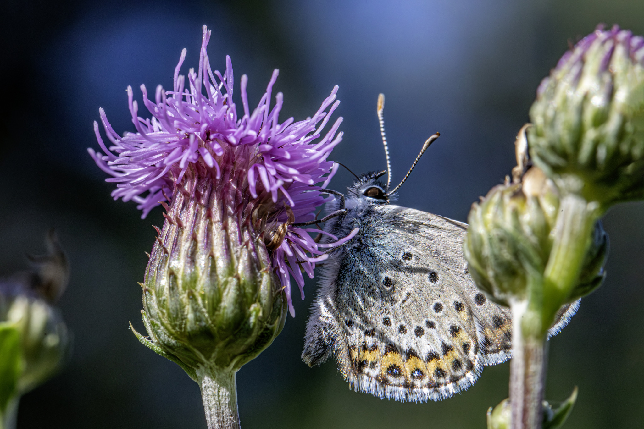 Silver-studded Blue (Plebejus argus)