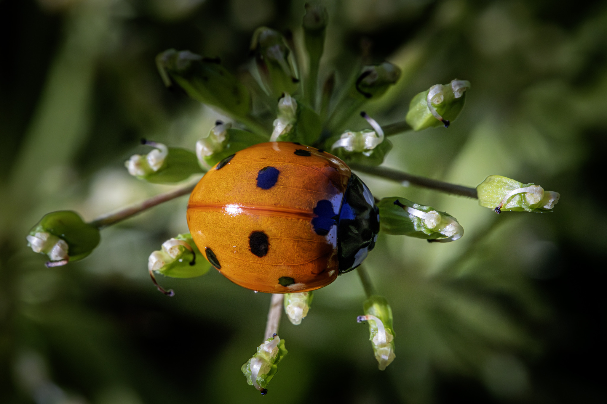 Seven-Spotted Ladybug (Coccinella septempunctata)