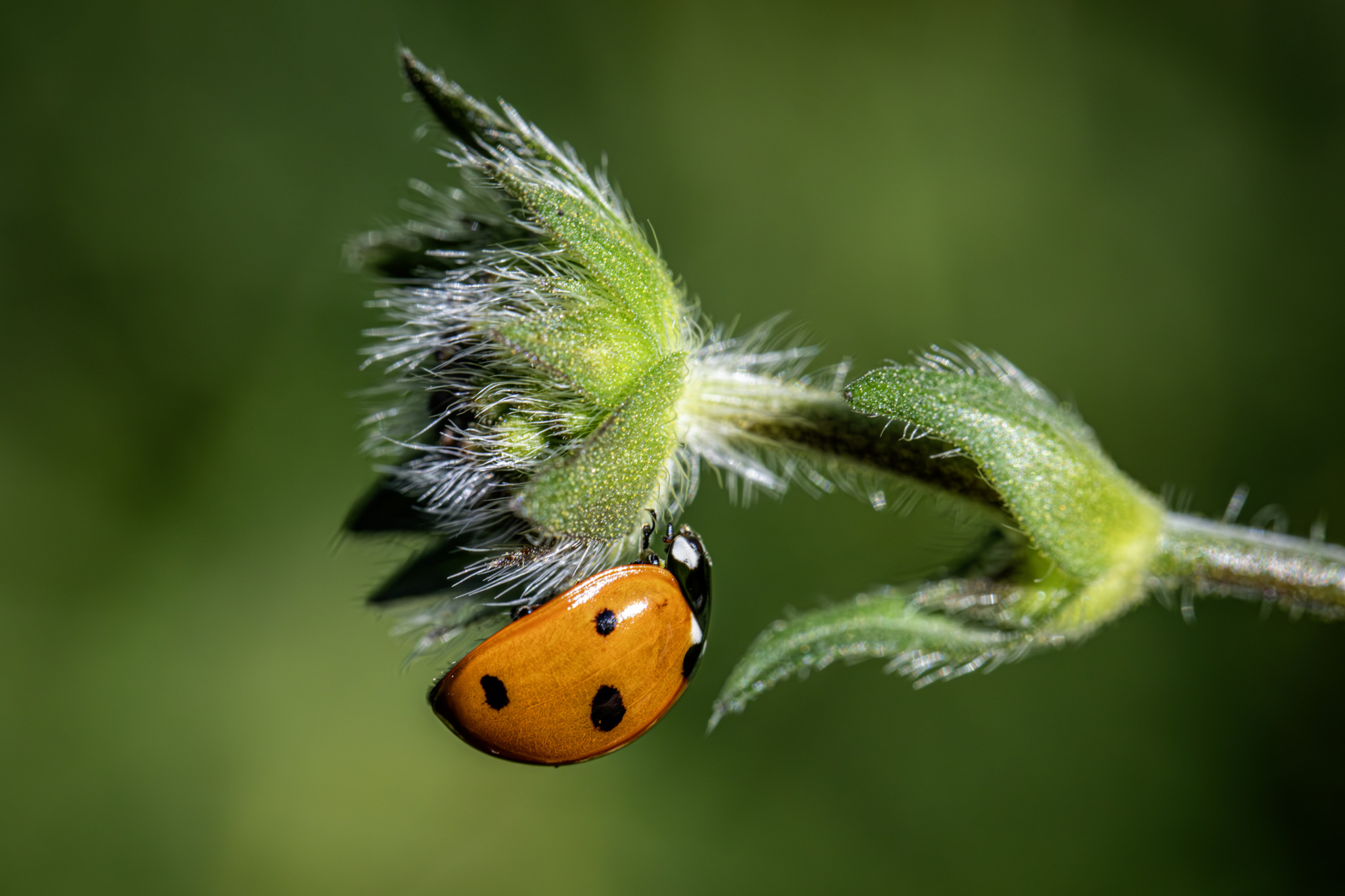 Seven-Spotted Ladybug (Coccinella septempunctata)