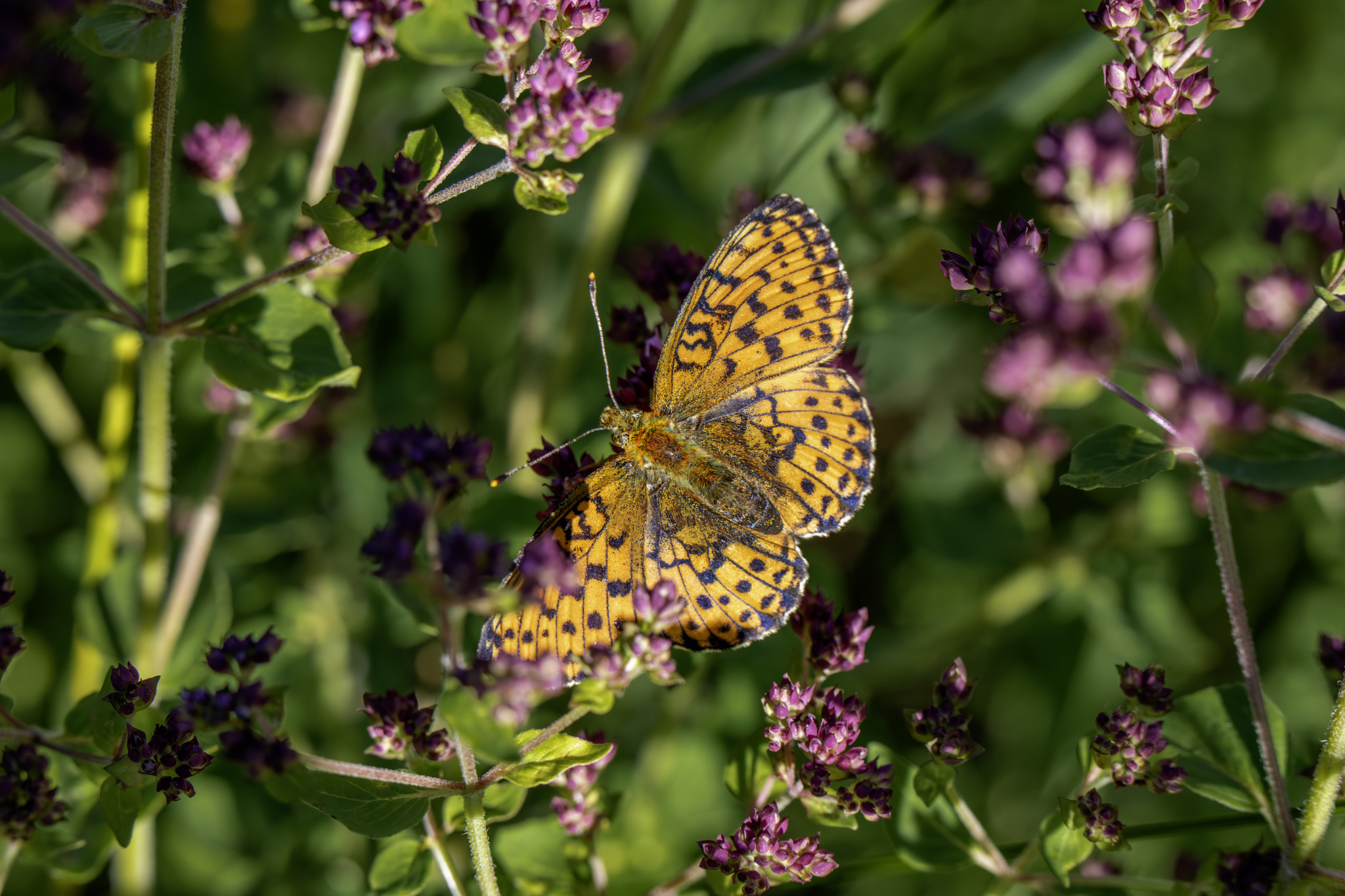  Lesser marbled fritillary (Brenthis ino)