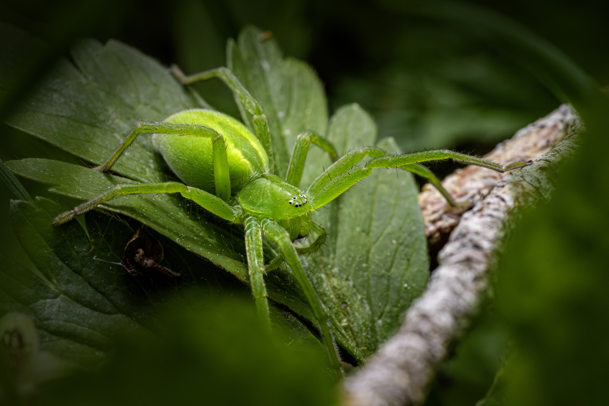 Green Huntsman spider (Micrommata virescens)