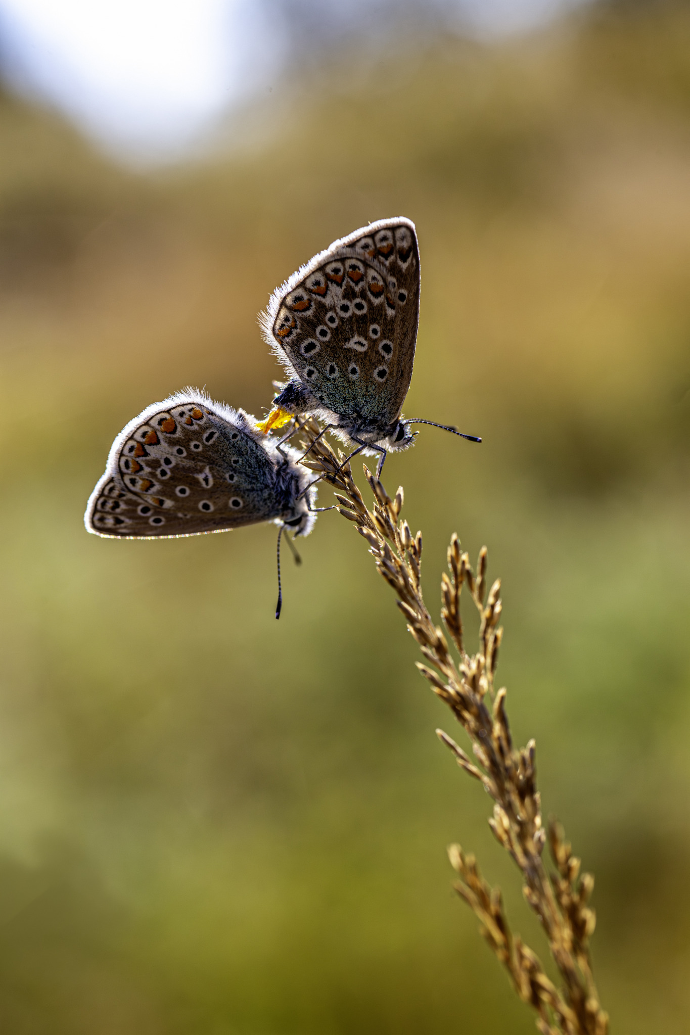 Common blue (Polyommatus icarus)