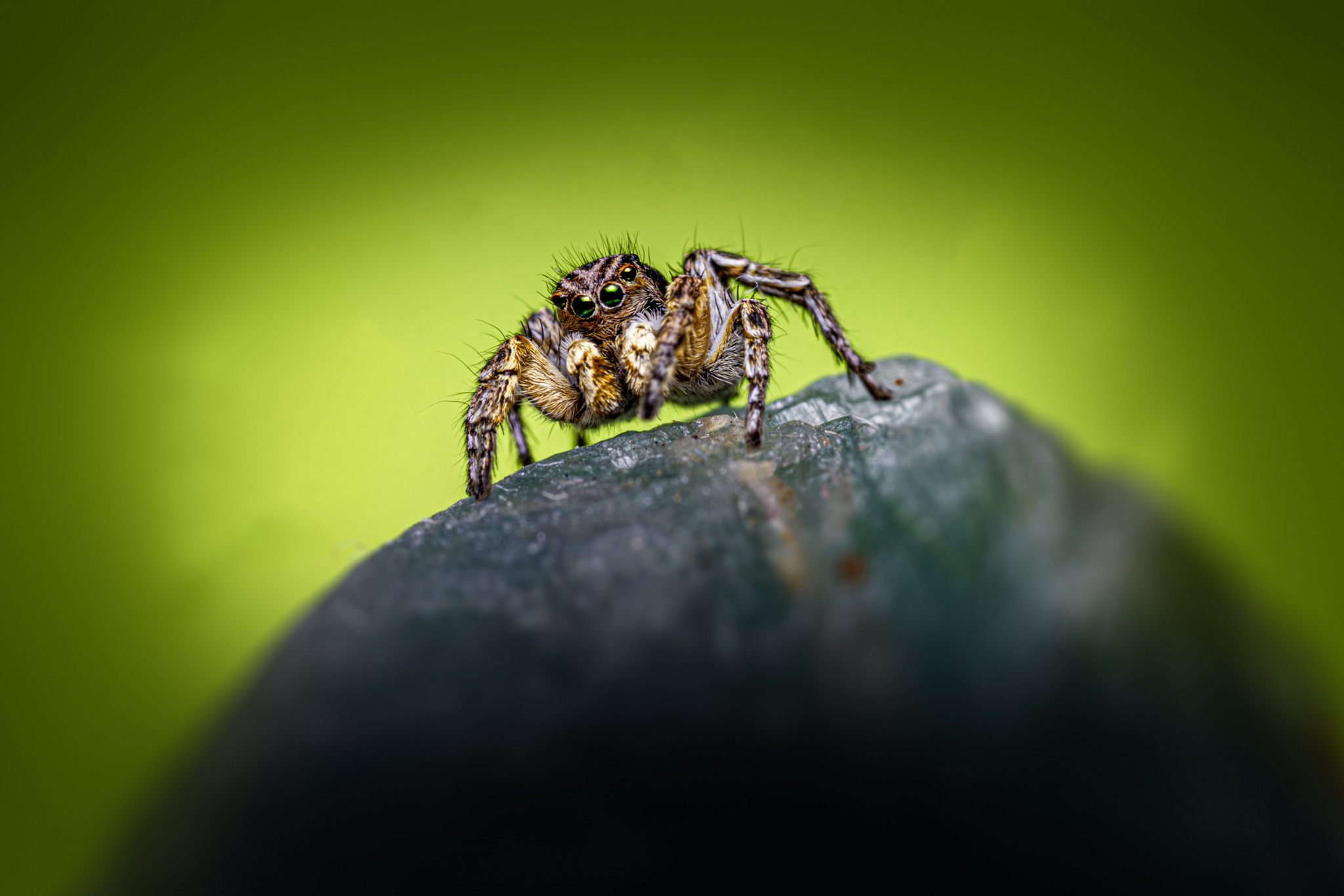 Jumping spider (Aelurillus v-insignitus)