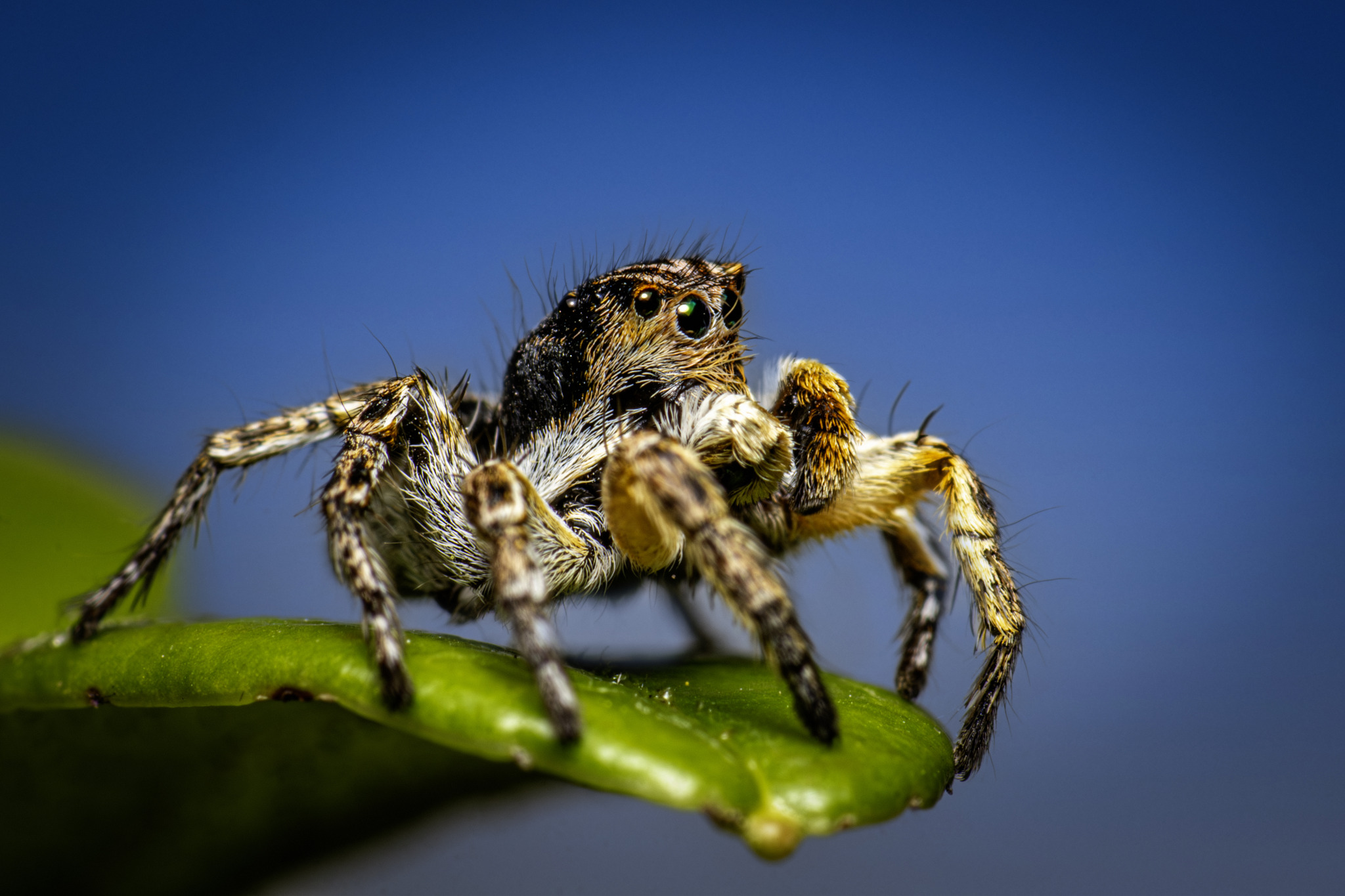 Jumping spider (Aelurillus v-insignitus)