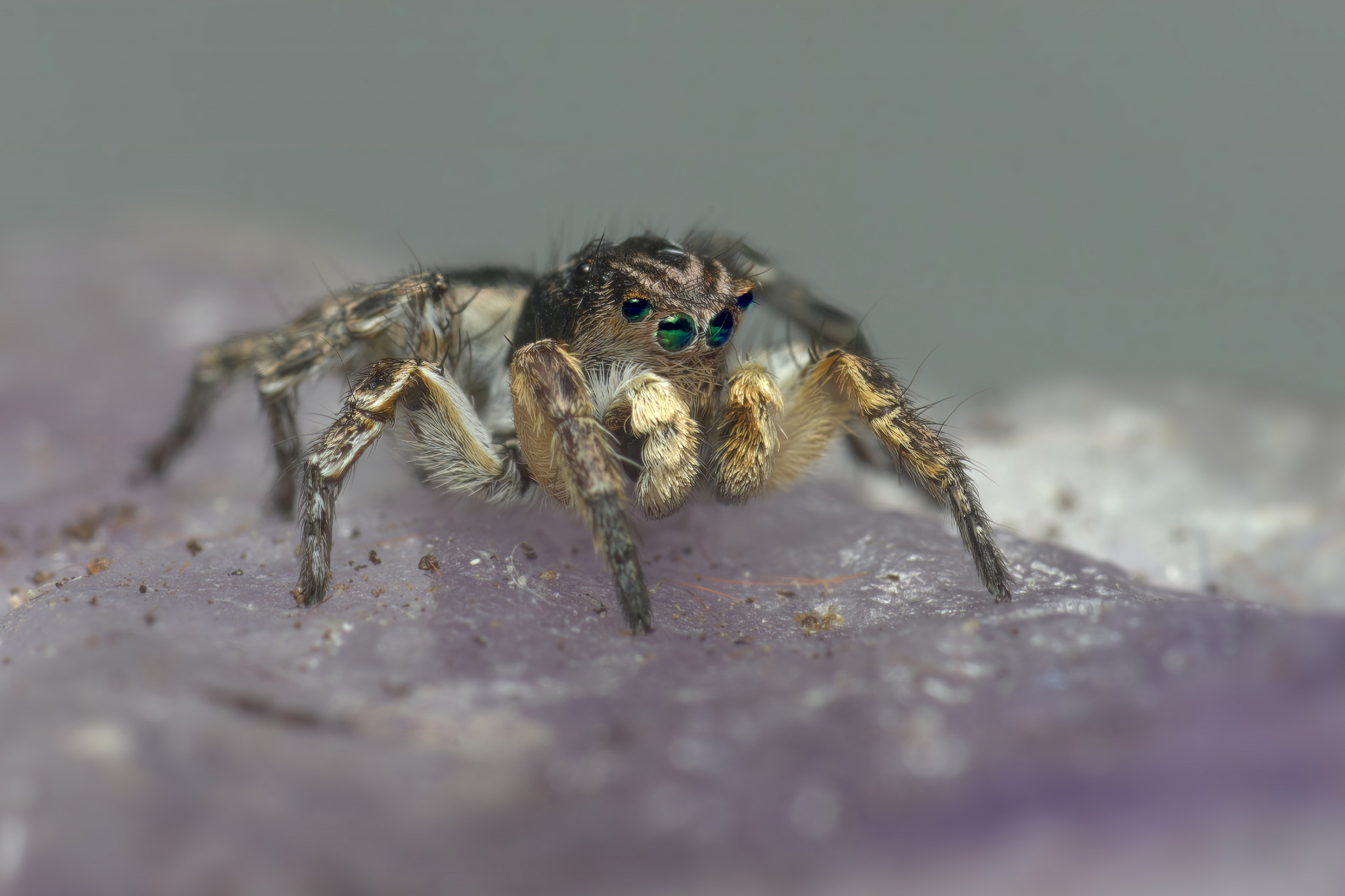 Jumping spider (Aelurillus v-insignitus)