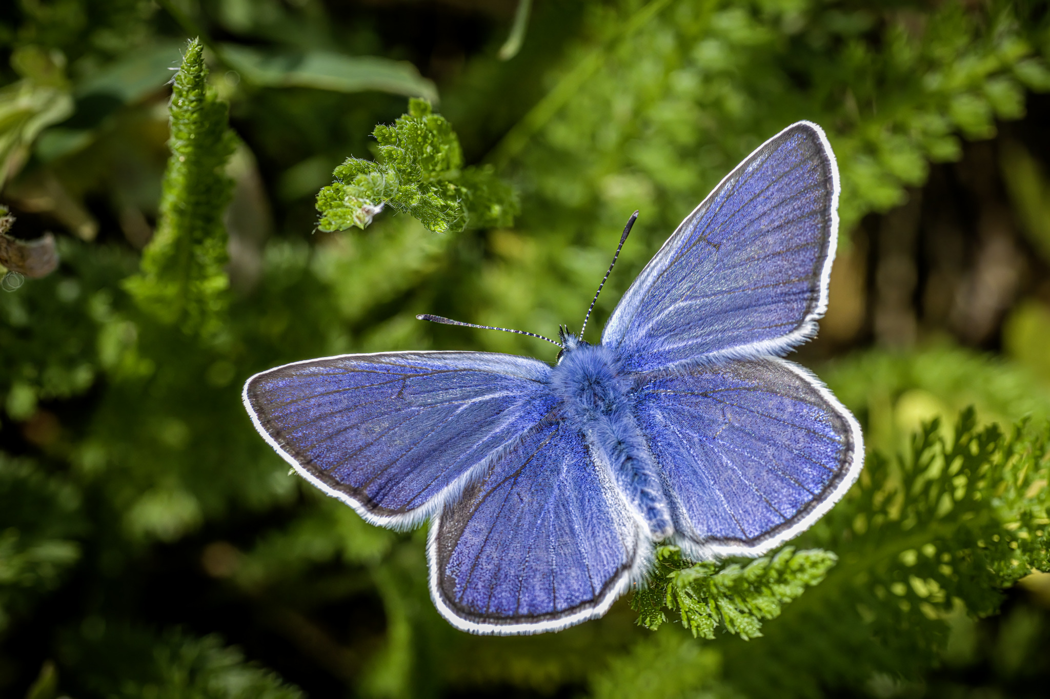 Amanda's Blue (Polyommatus amandus)