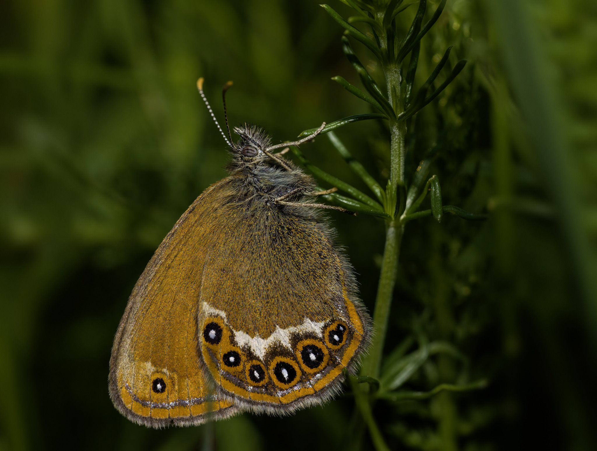 Pearly Heath (Coenonympha arcania)