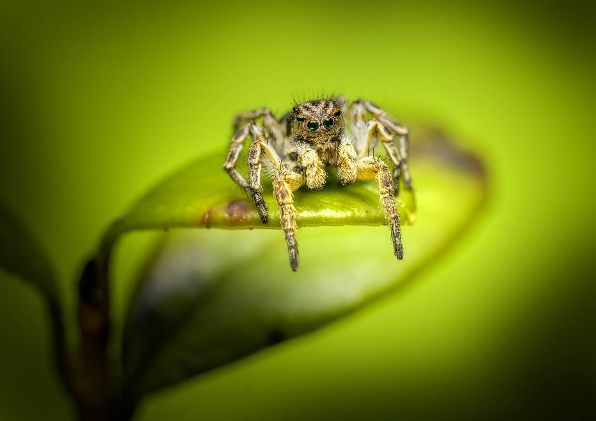 Jumping spider (Aelurillus v-insignitus)