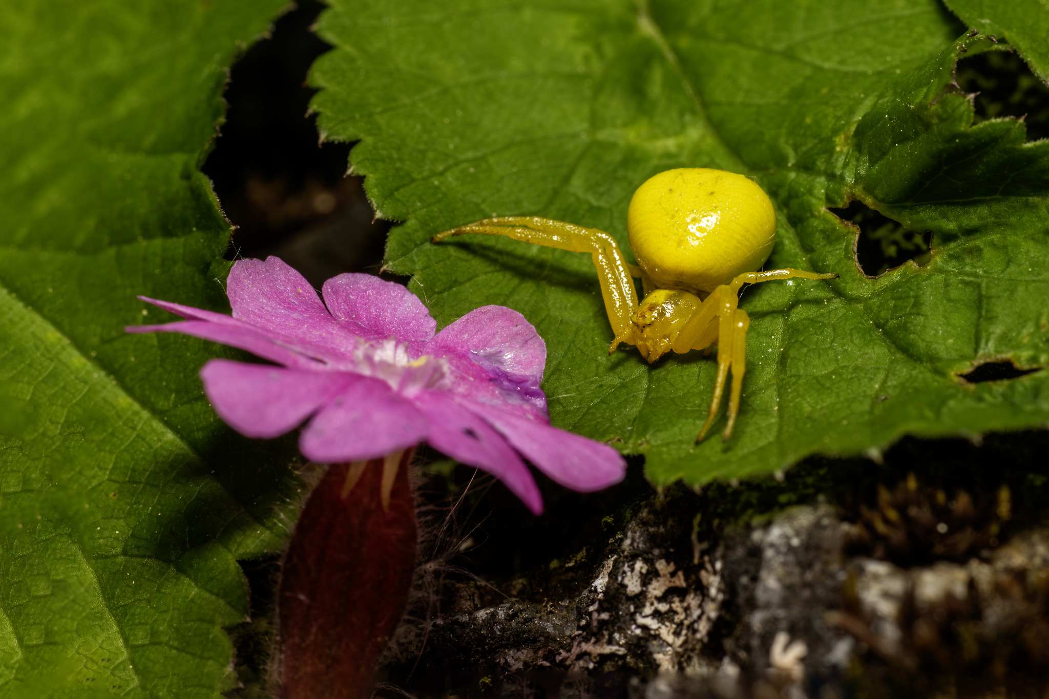 Goldenrod Crab Spider (Misumena vatia)