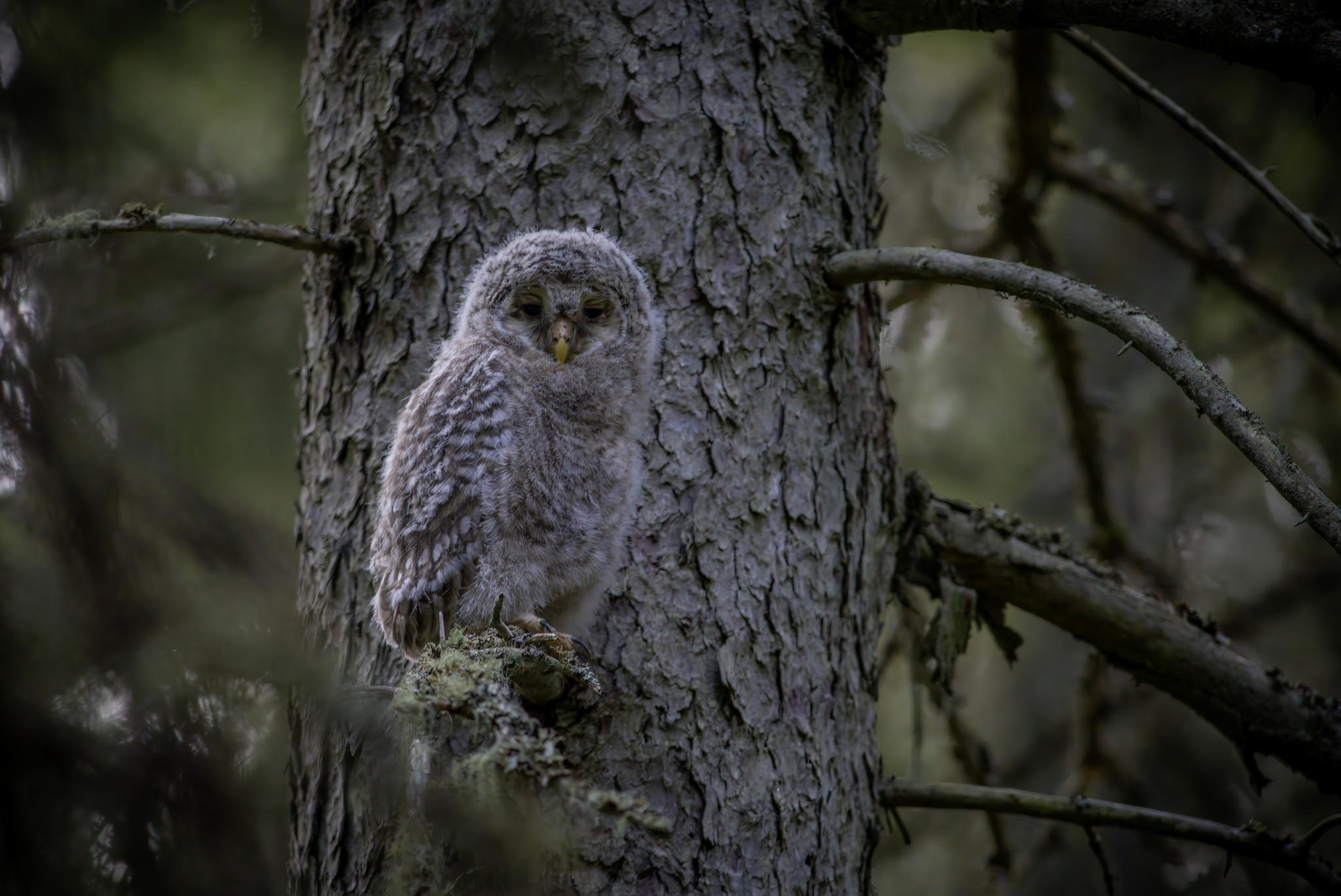 Ural owl (Strix uralensis)