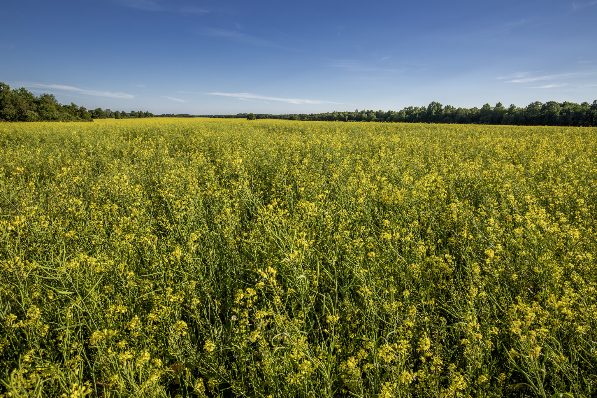 Rapeseed (Brassica napus)