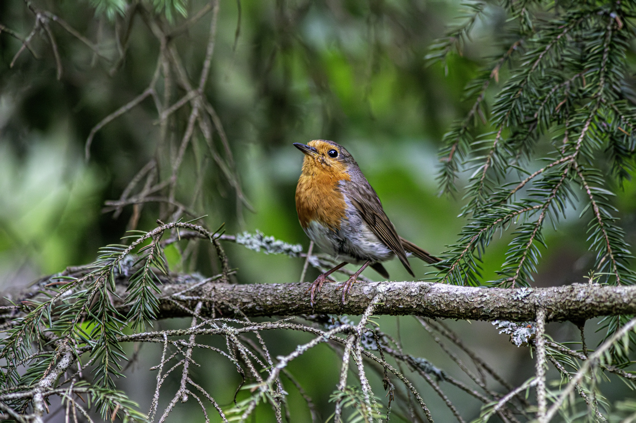 European robin (Erithacus rubecula)