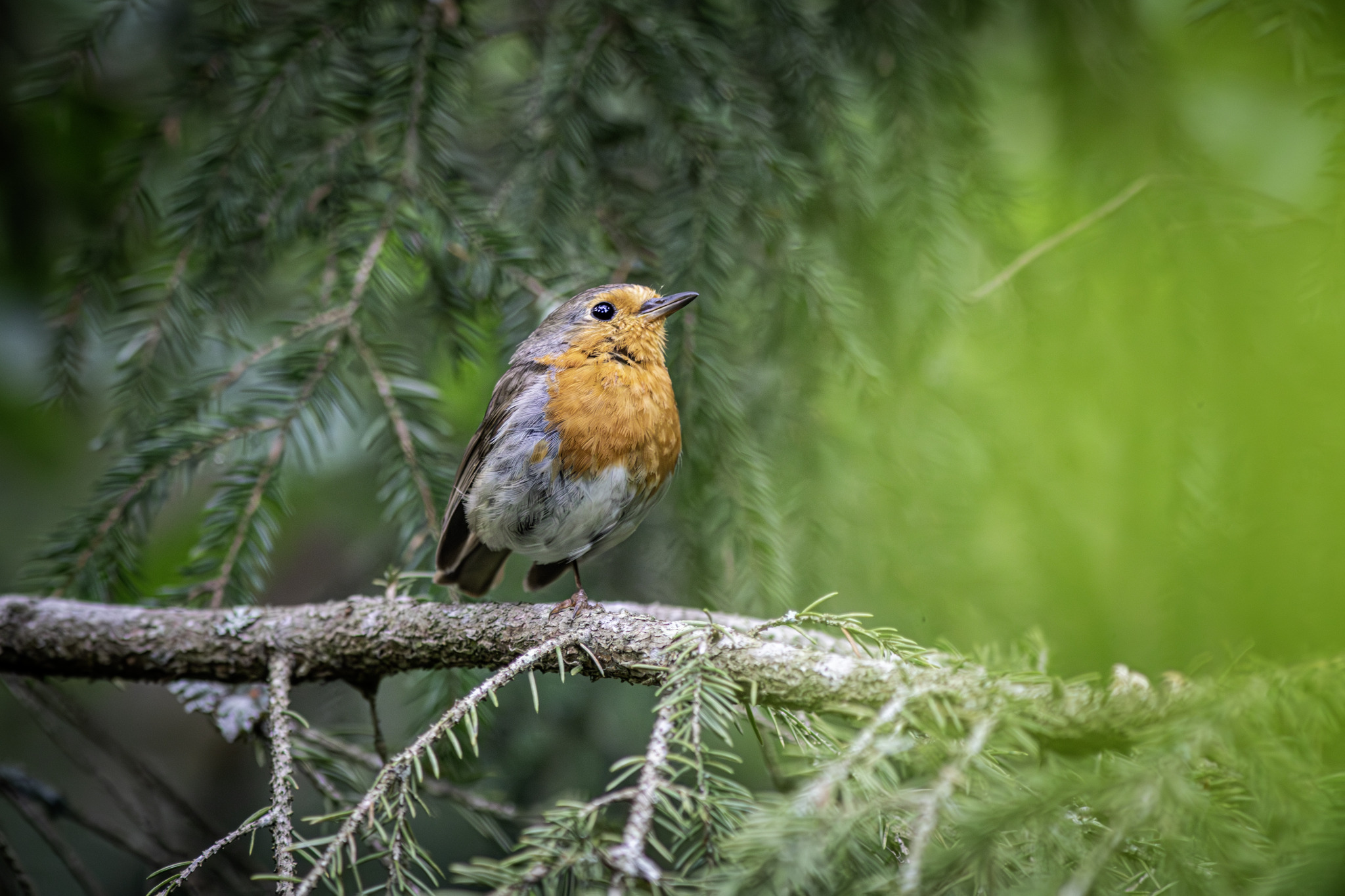 European robin (Erithacus rubecula)