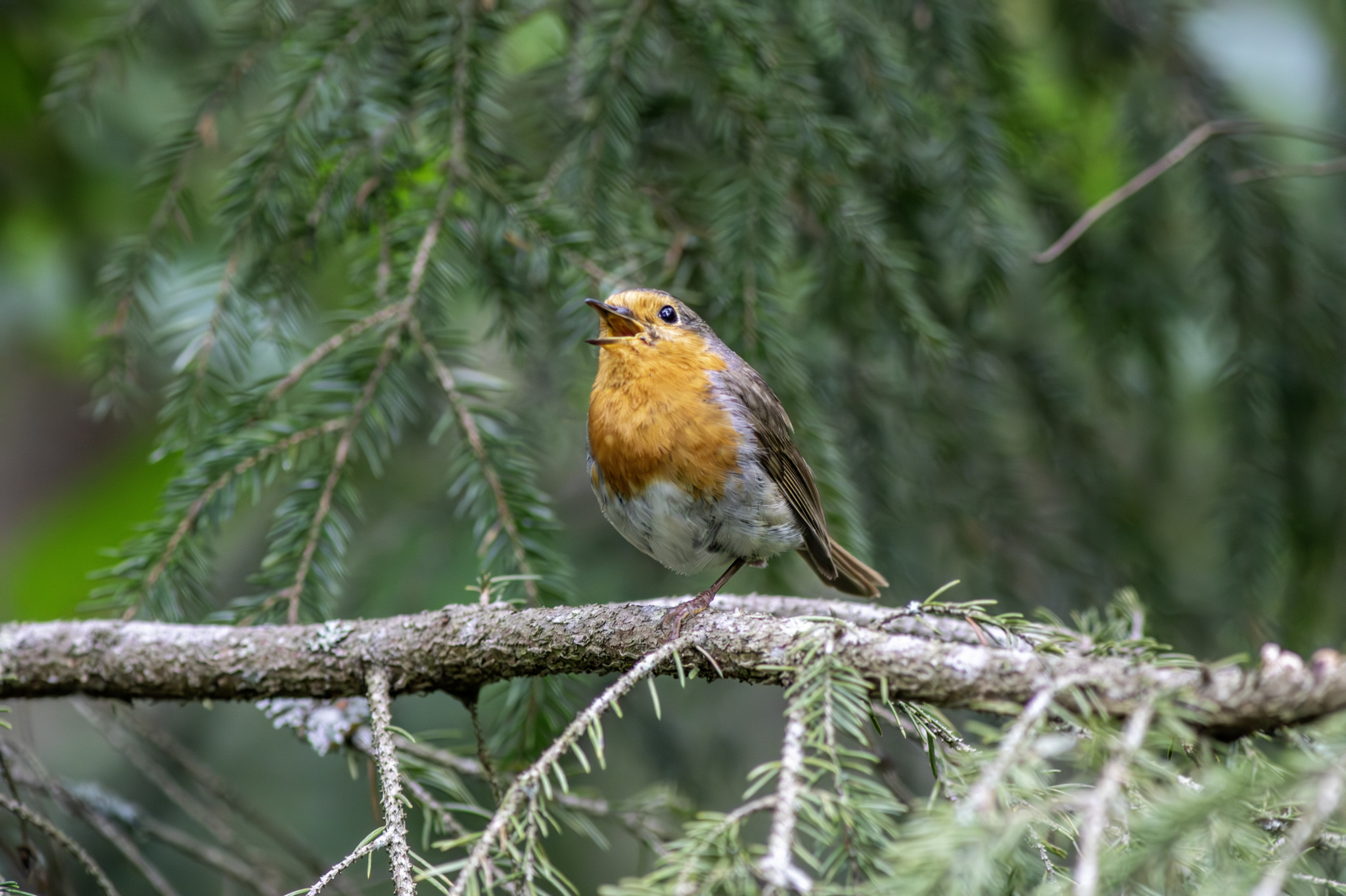 European robin (Erithacus rubecula)