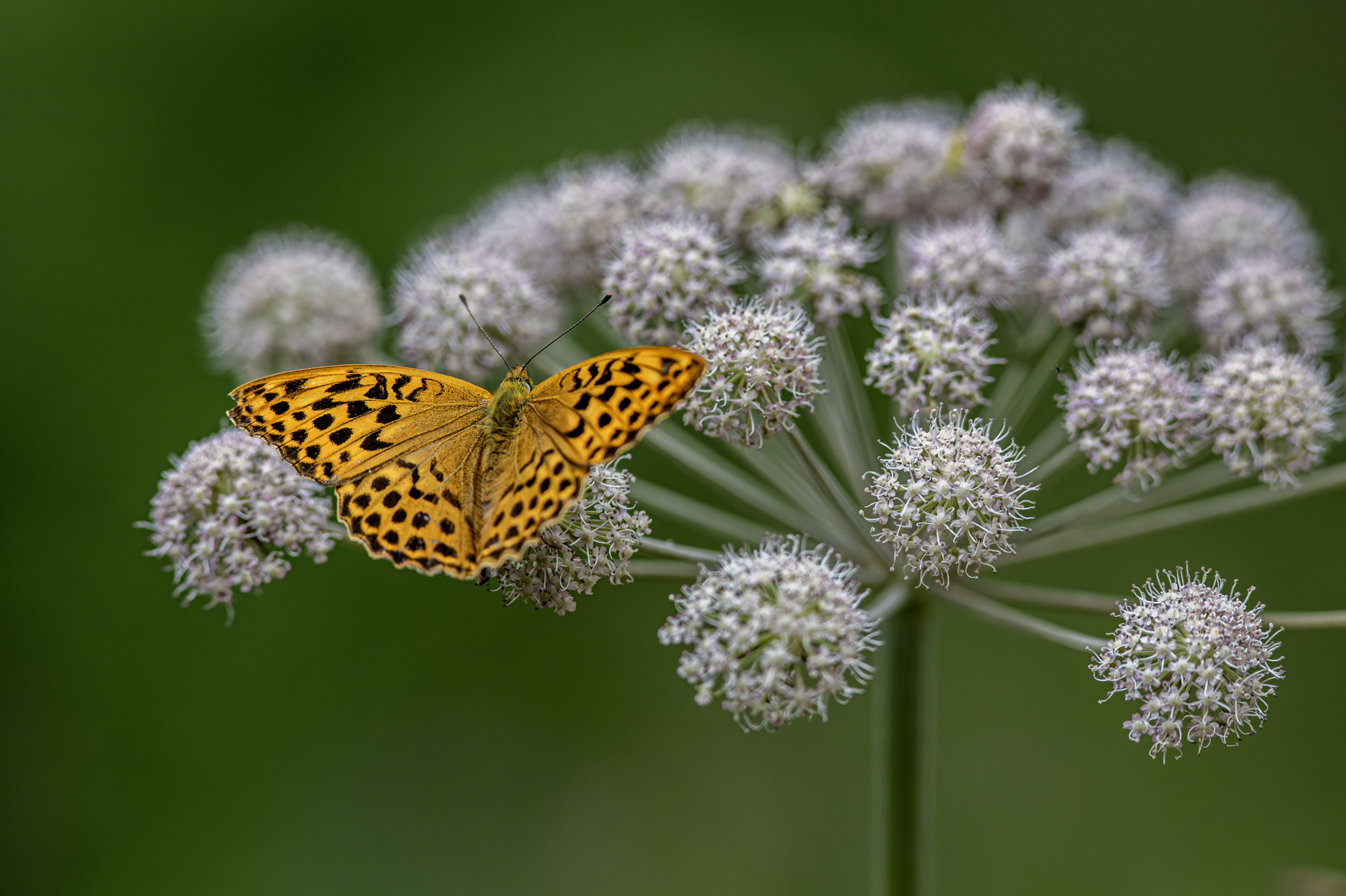 Silver-washed Fritillary (Argynnis paphia)