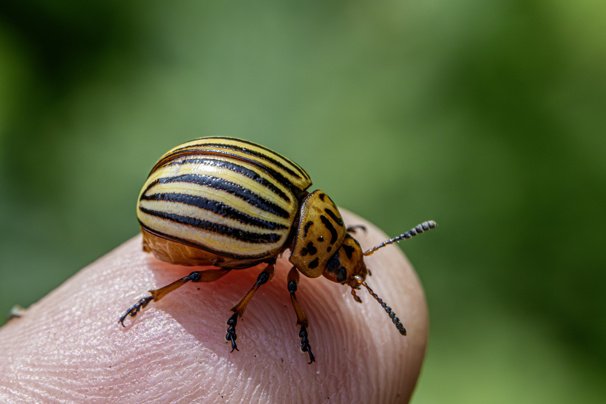 Colorado potato beetle (Leptinotarsa decemlineata)