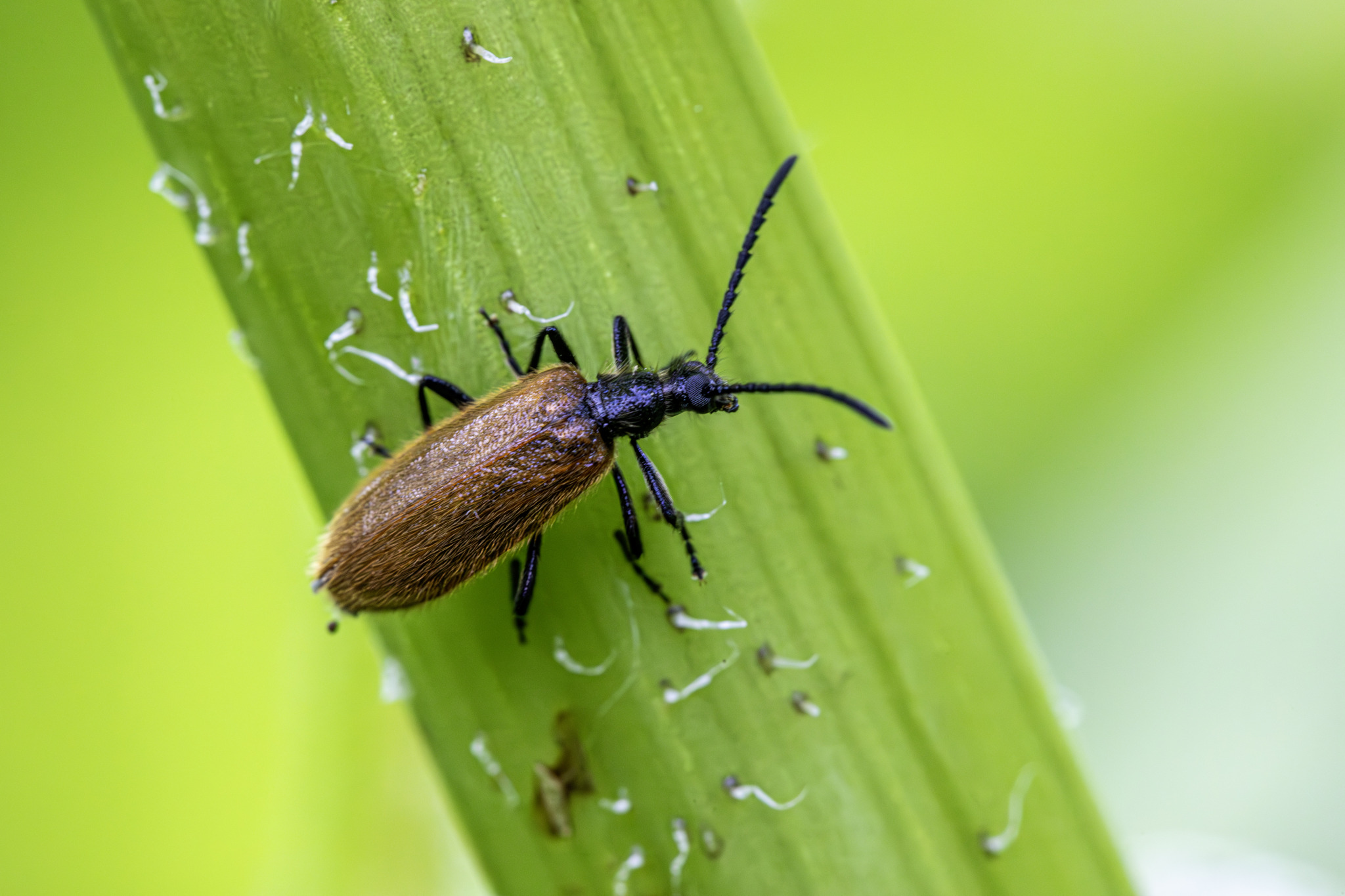 Rough-haired lagria beetle (Lagria hirta)