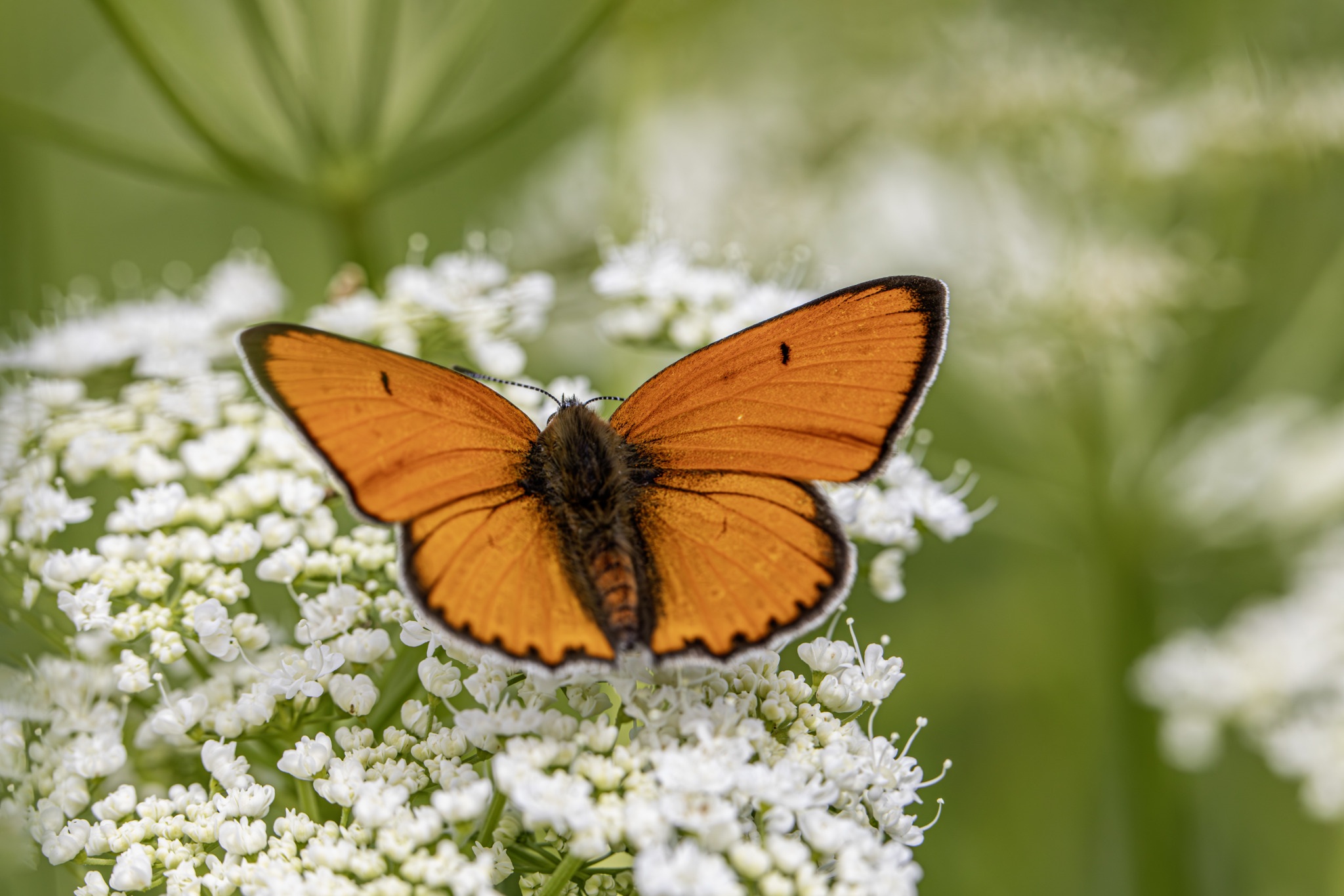 Large copper ( Lycaena dispar)