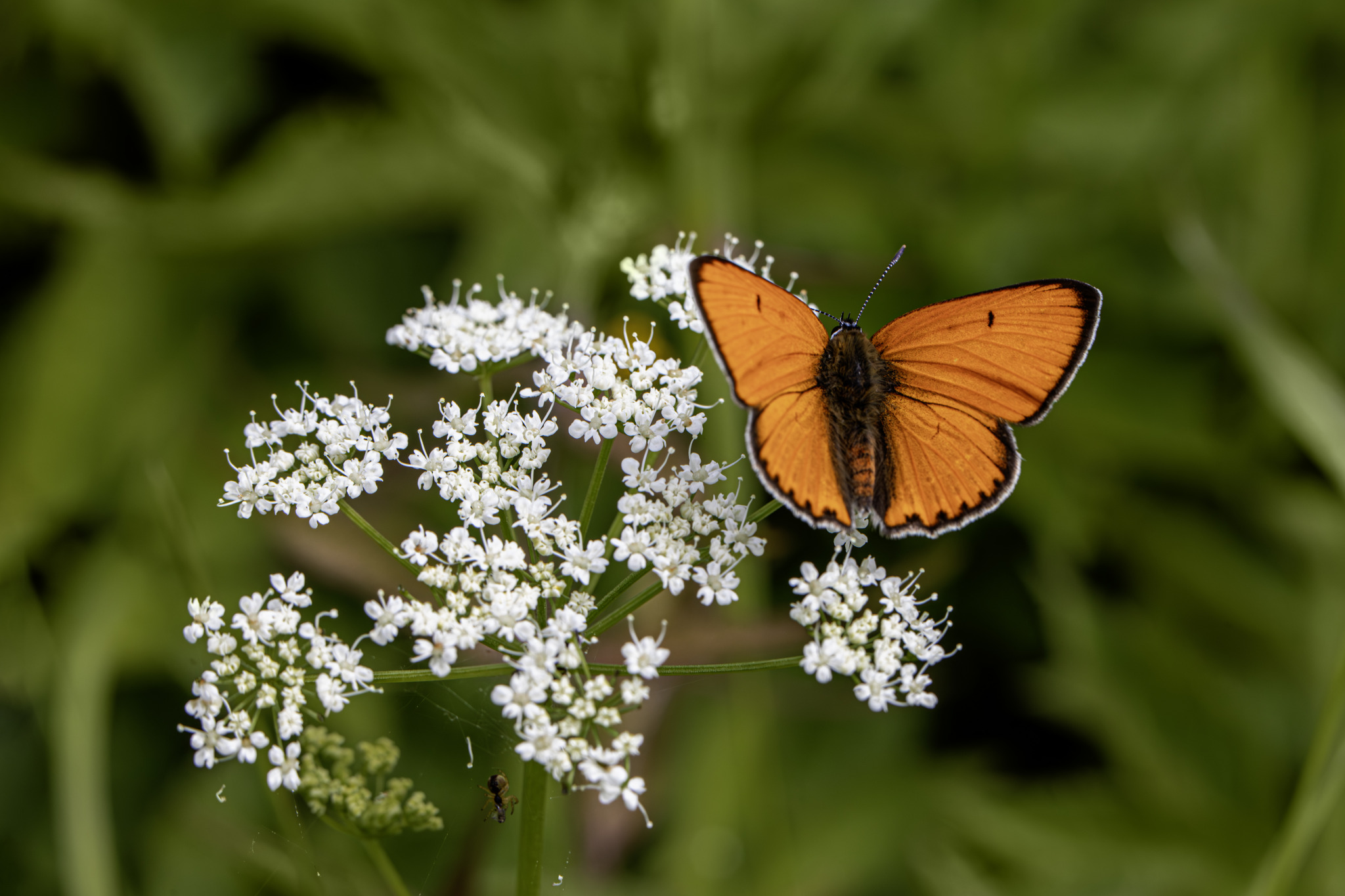 Large copper ( Lycaena dispar)