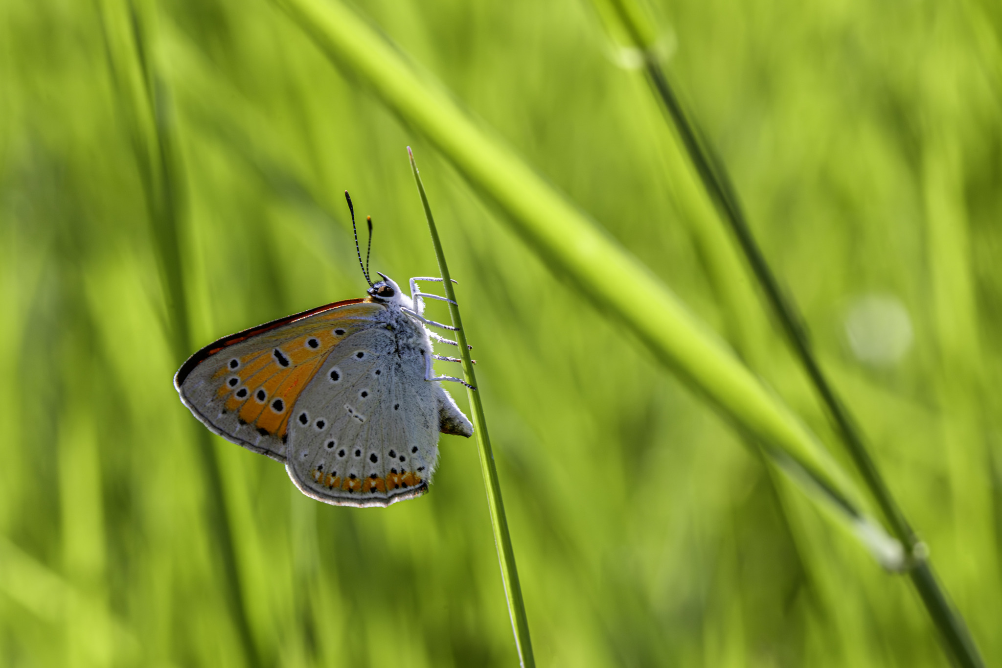 Large copper ( Lycaena dispar)