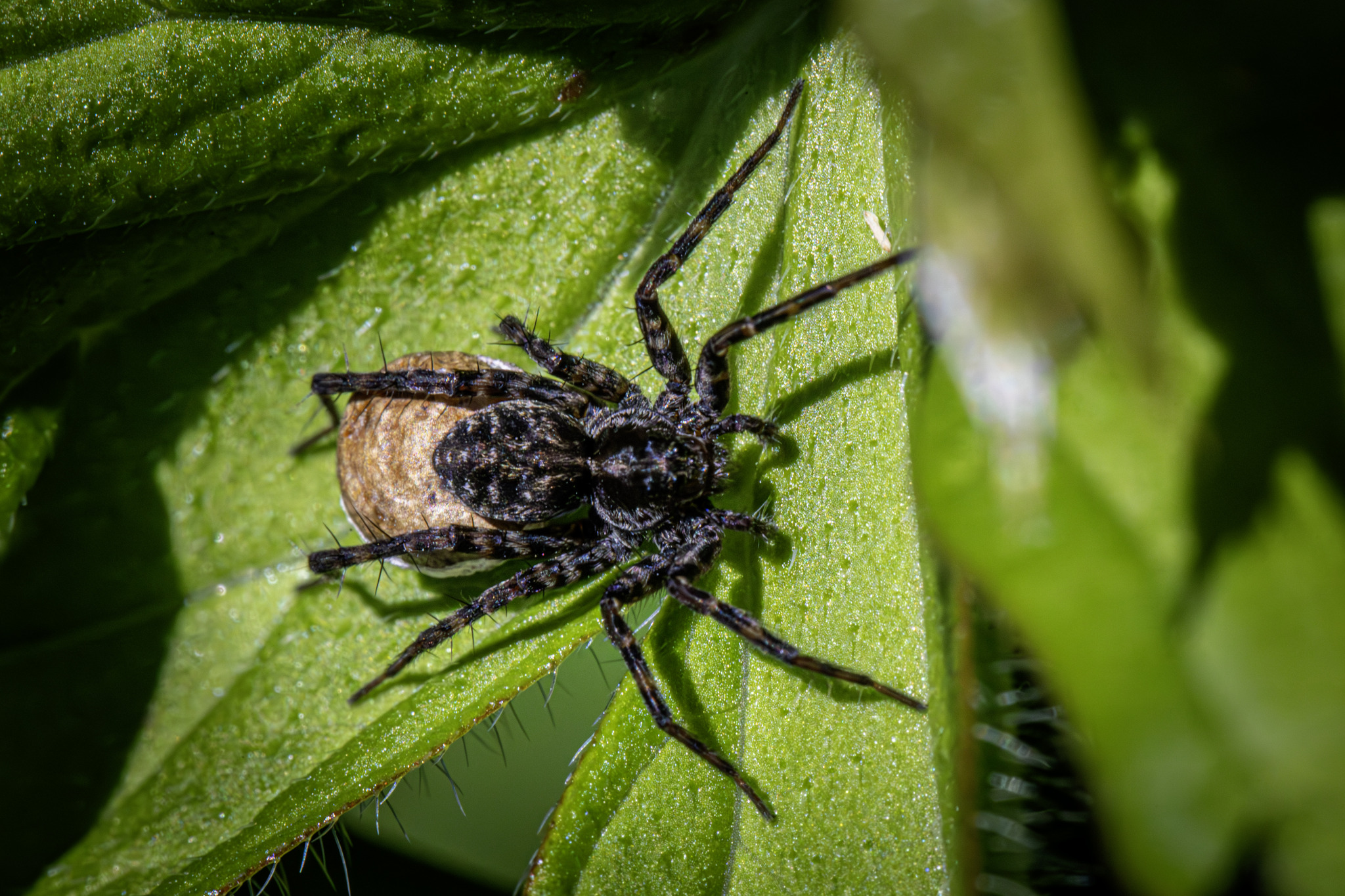 Wolf Spider (Acantholycosa lignaria)