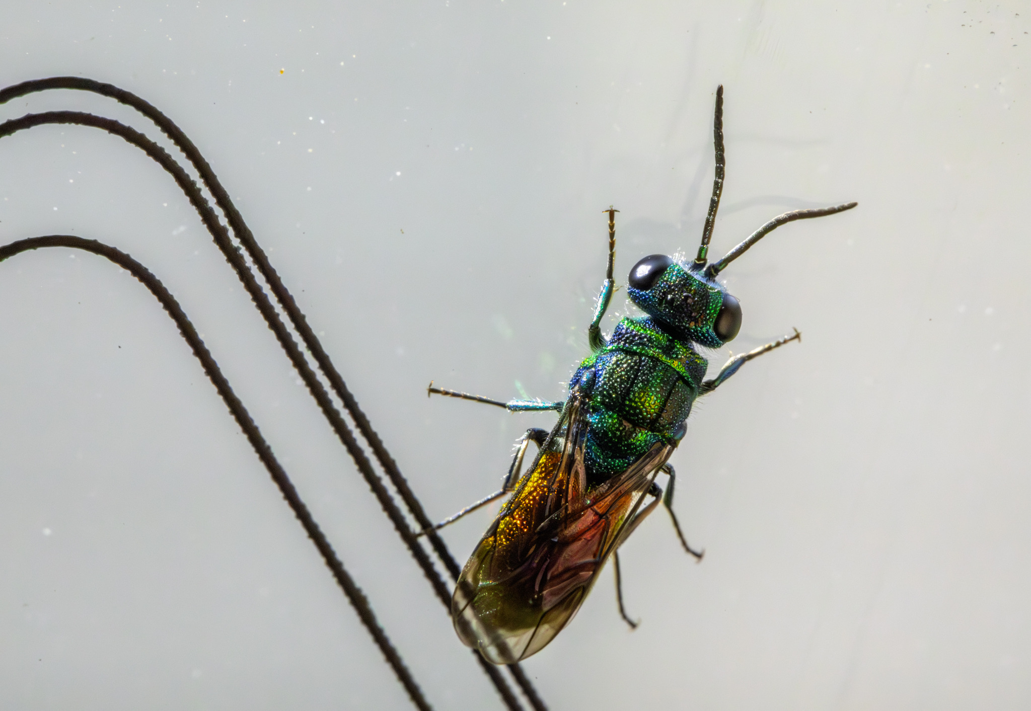 Cuckoo wasp (Chrysis fulgida)