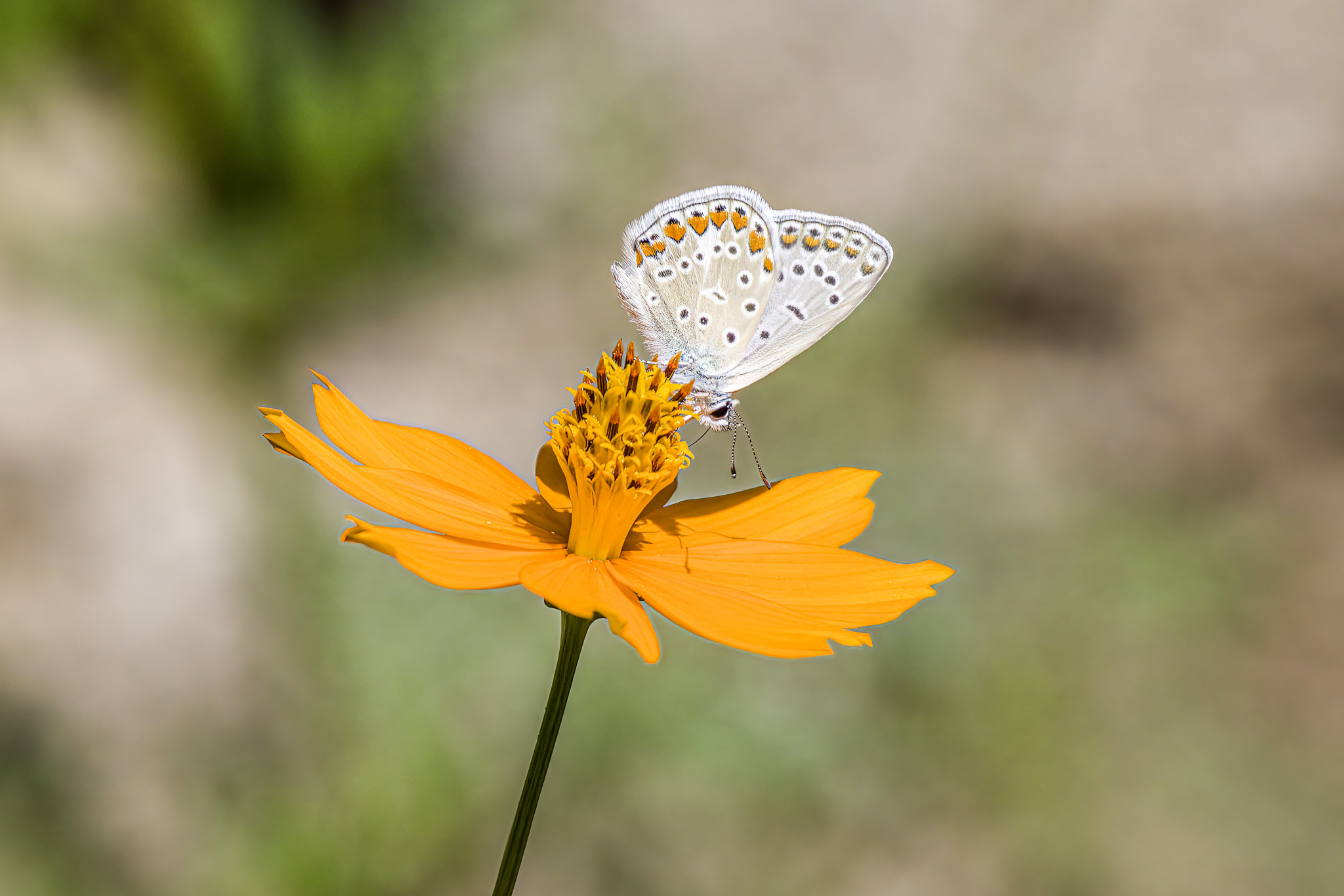 Common blue (Polyommatus icarus)