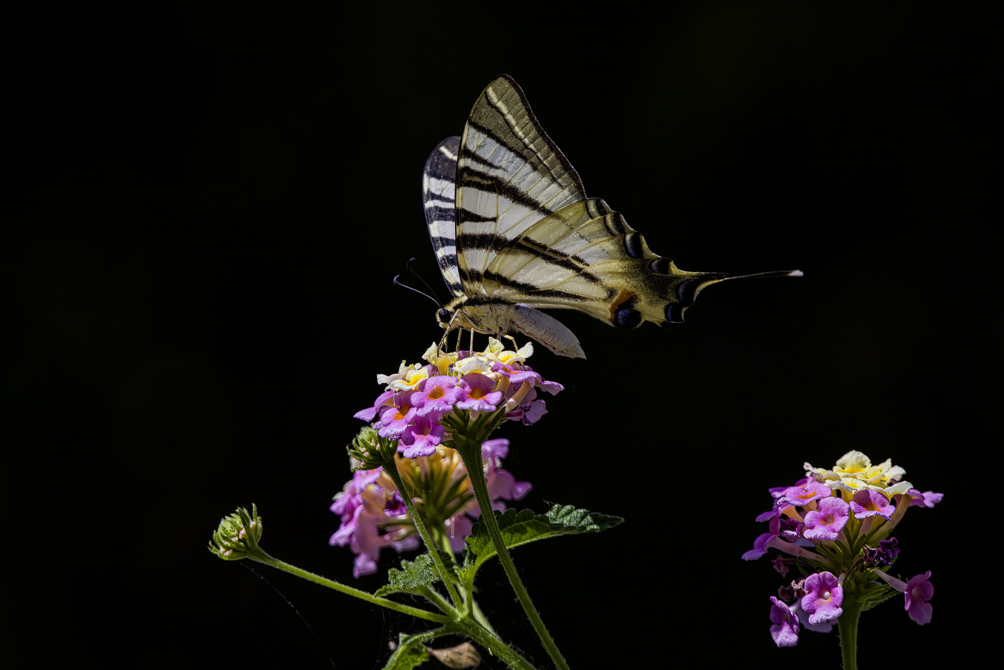 Scarce Swallowtail (Iphiclides podalirius)