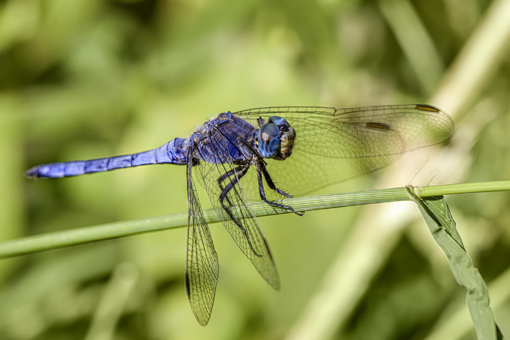 Southern Skimmer (Orthetrum brunneum)