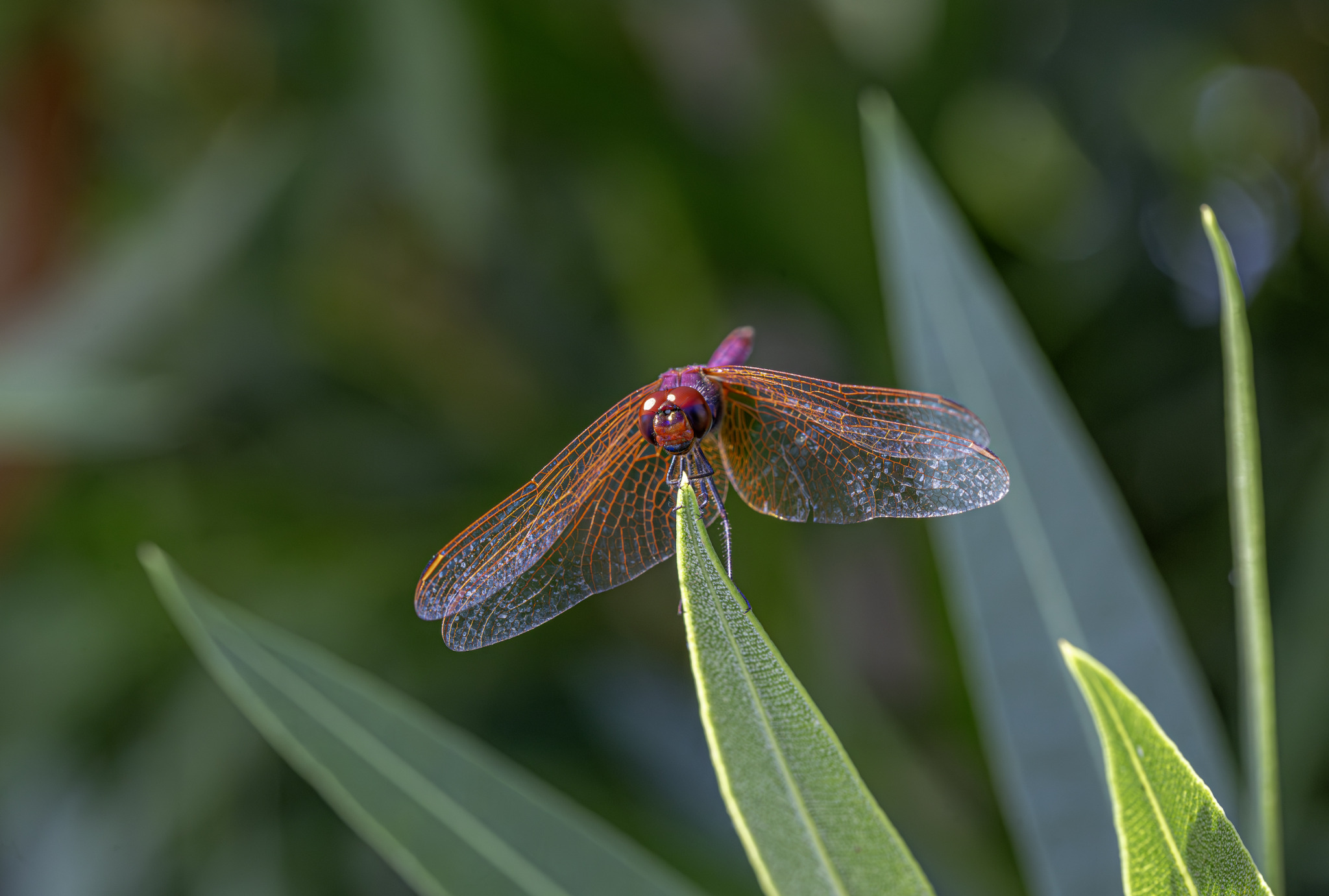 Violet Dropwing (Trithemis annulata)