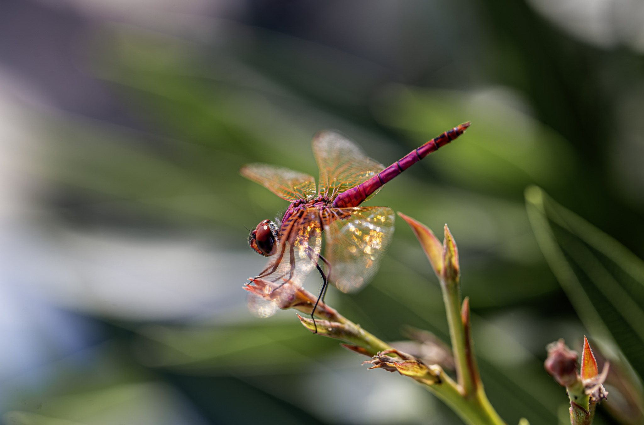 Violet Dropwing (Trithemis annulata)