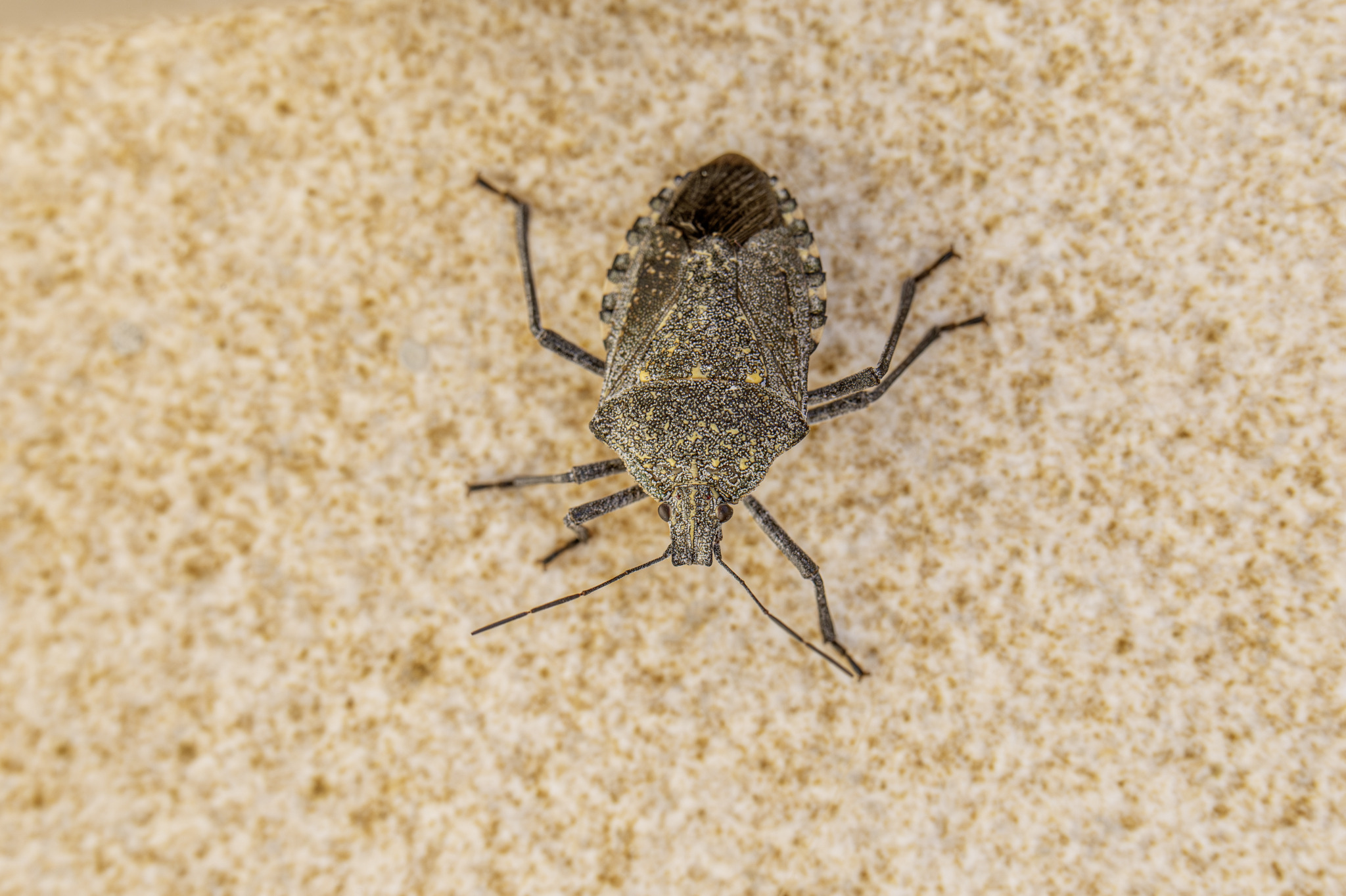 Almond stink bug (Apodiphus amygdali)