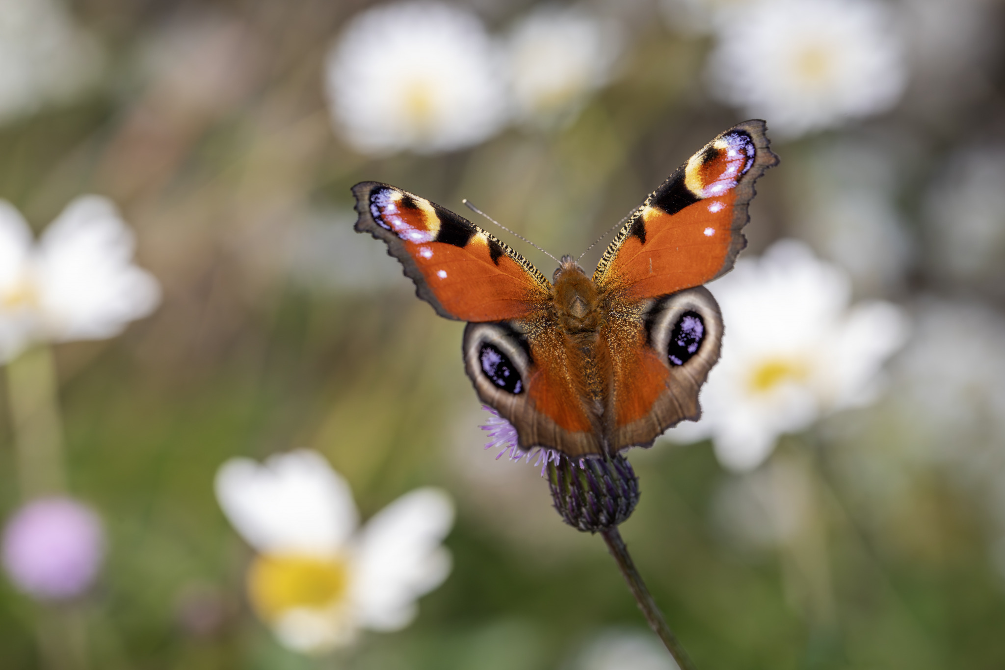 European peacock (Inachis io)