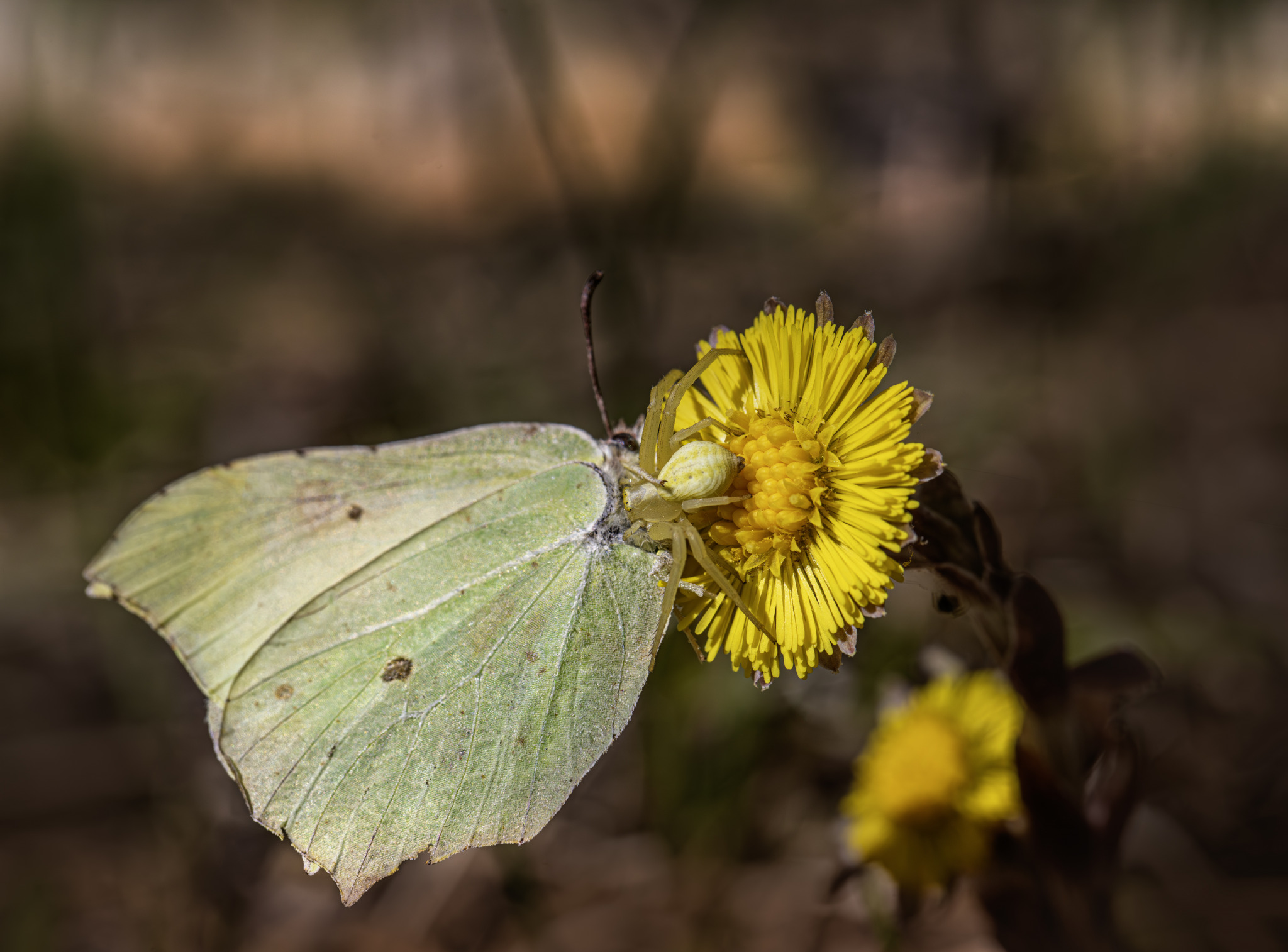 Goldenrod Crab Spider (Misumena vatia)