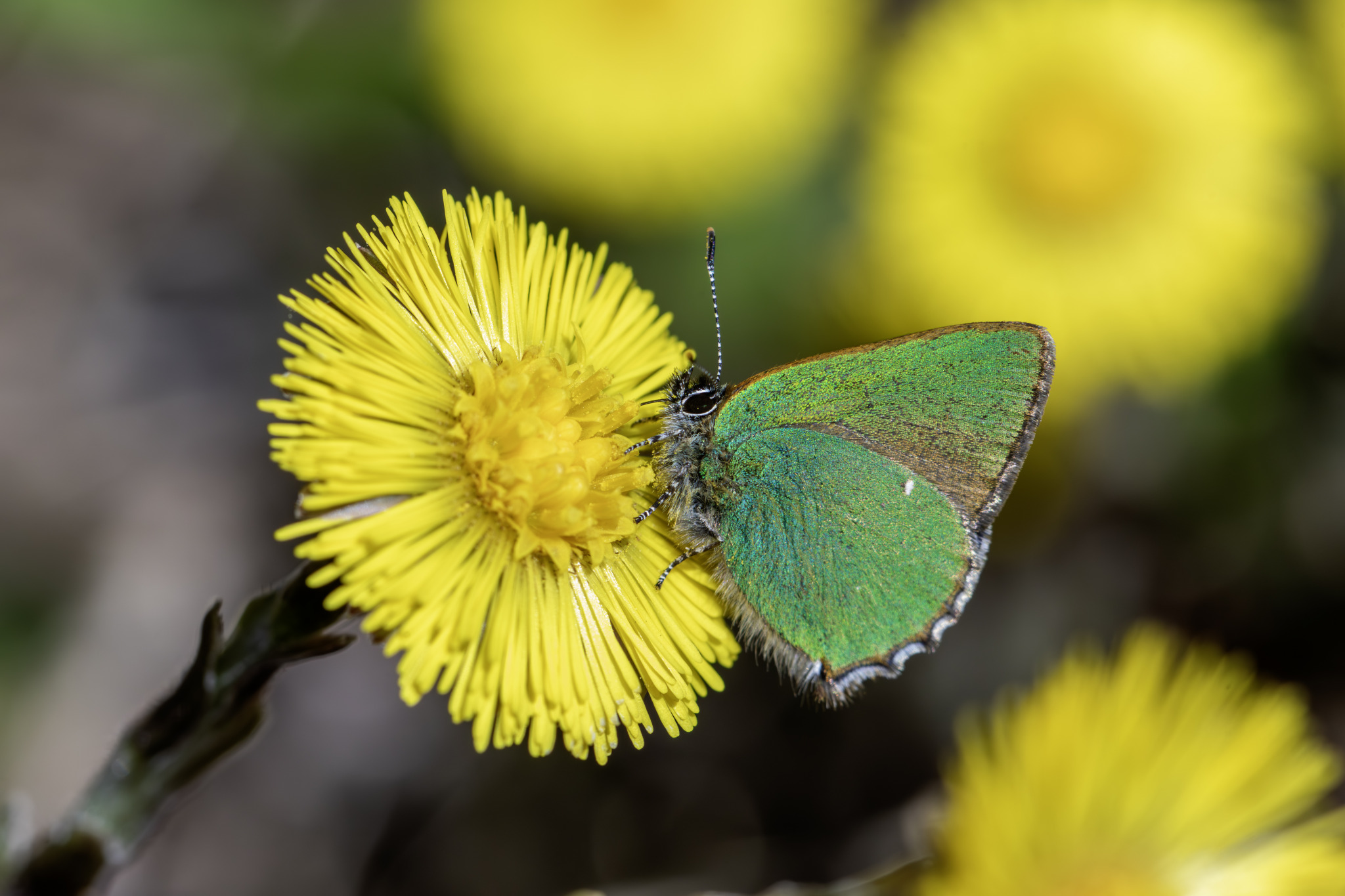 Green Hairstreak (Callophrys rubi)