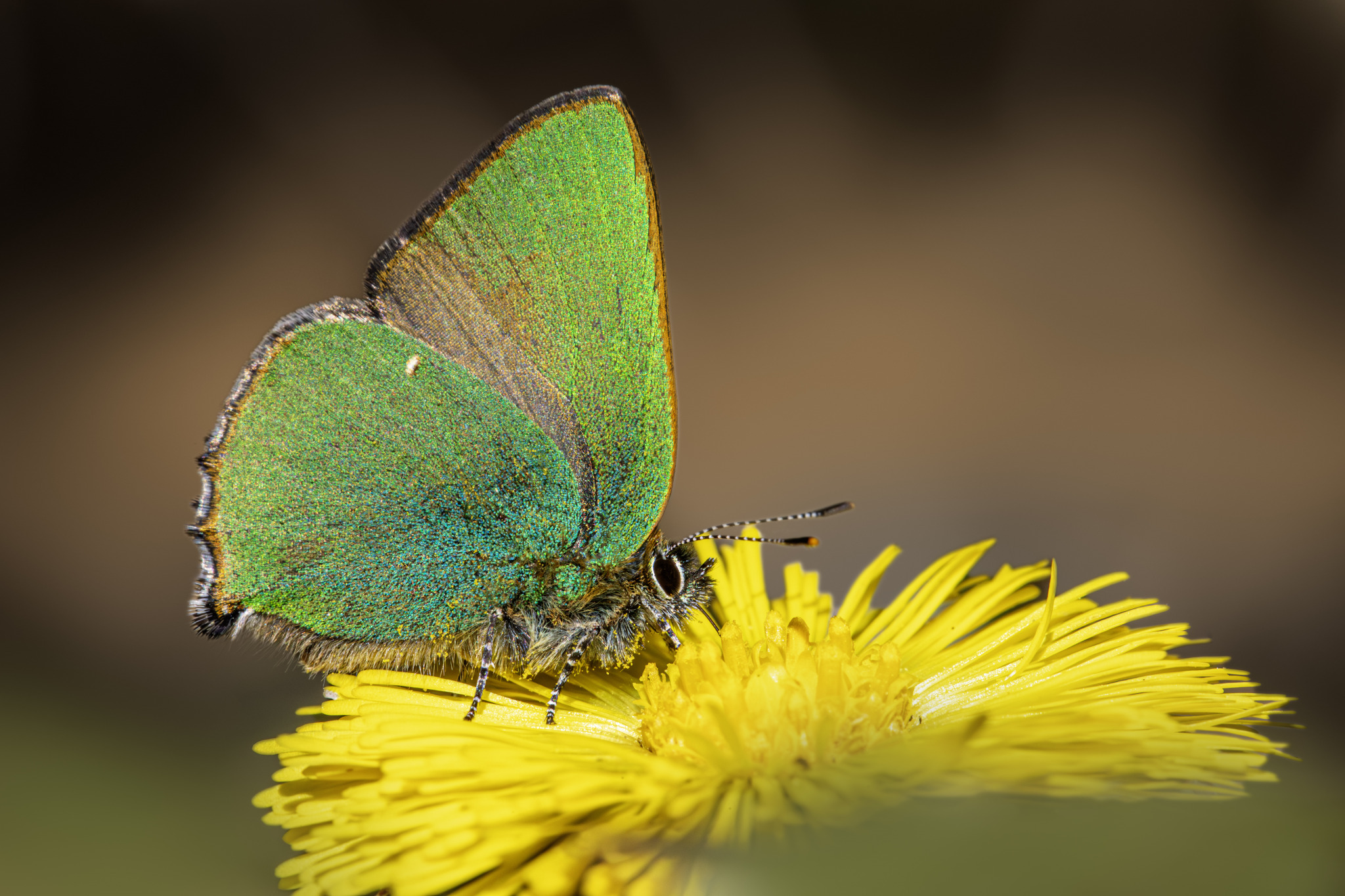 Green Hairstreak (Callophrys rubi)