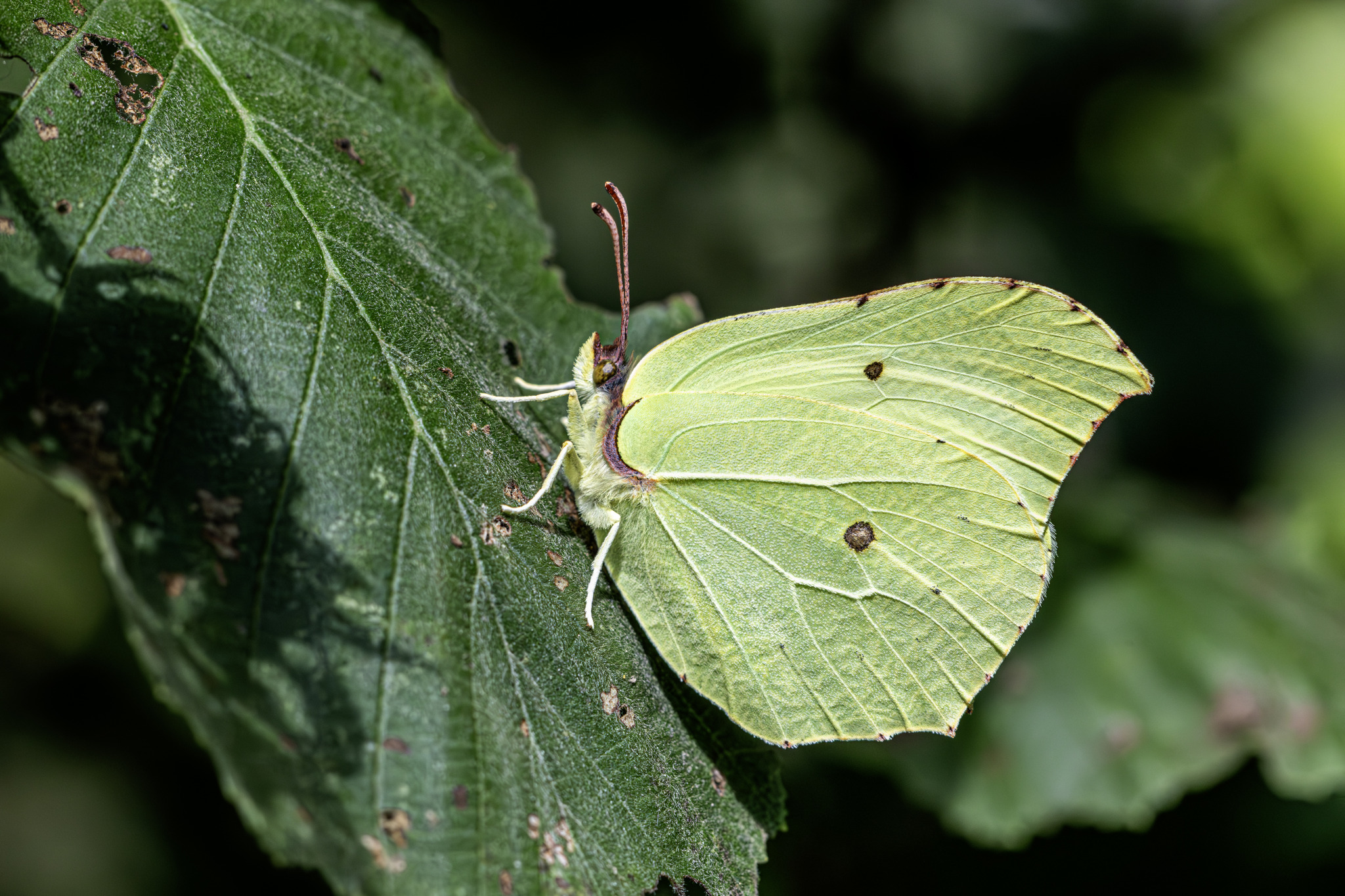 Common Brimstone (Gonepteryx rhamni)